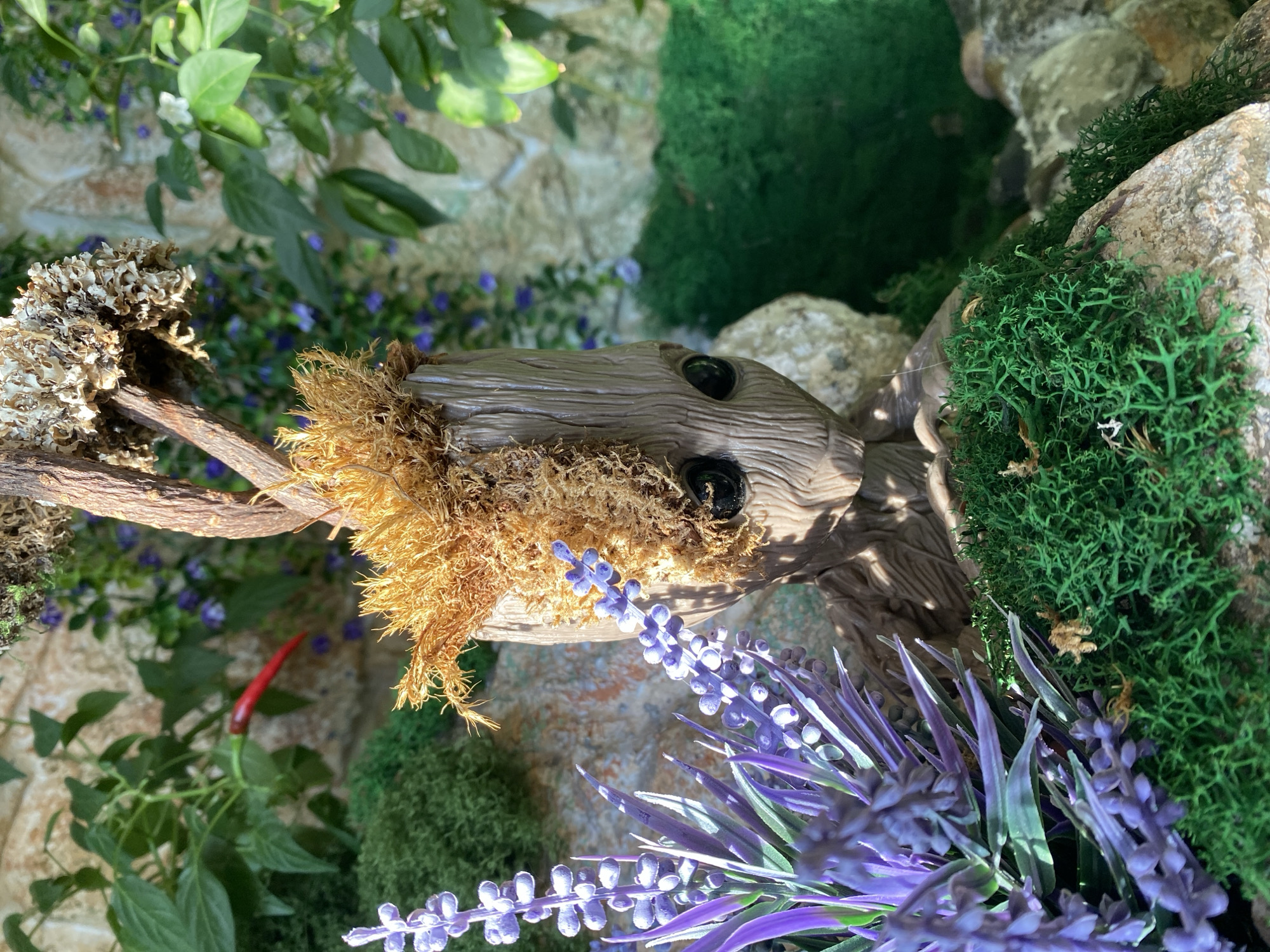 This is a close-up, eye-level shot of a small, Groot-like figurine. The figurine has a textured, wood-like appearance, with dark, circular eyes and what appears to be moss or dry plant matter sprouting from its head. It is positioned in a garden-like setting, with vibrant green moss covering rocks in the foreground and background. To the left of the figurine, there are sprigs of artificial purple lavender flowers. In the mid-ground and background, there are large, green leaves, and some out-of-focus purple flowers. A single red chili pepper is visible on a plant in the upper left portion of the image. The background consists of a light-colored stone wall. The lighting suggests it is daytime. There are no people or animals visible in the image. The location is not identifiable as Novokuznetsk, Russia.