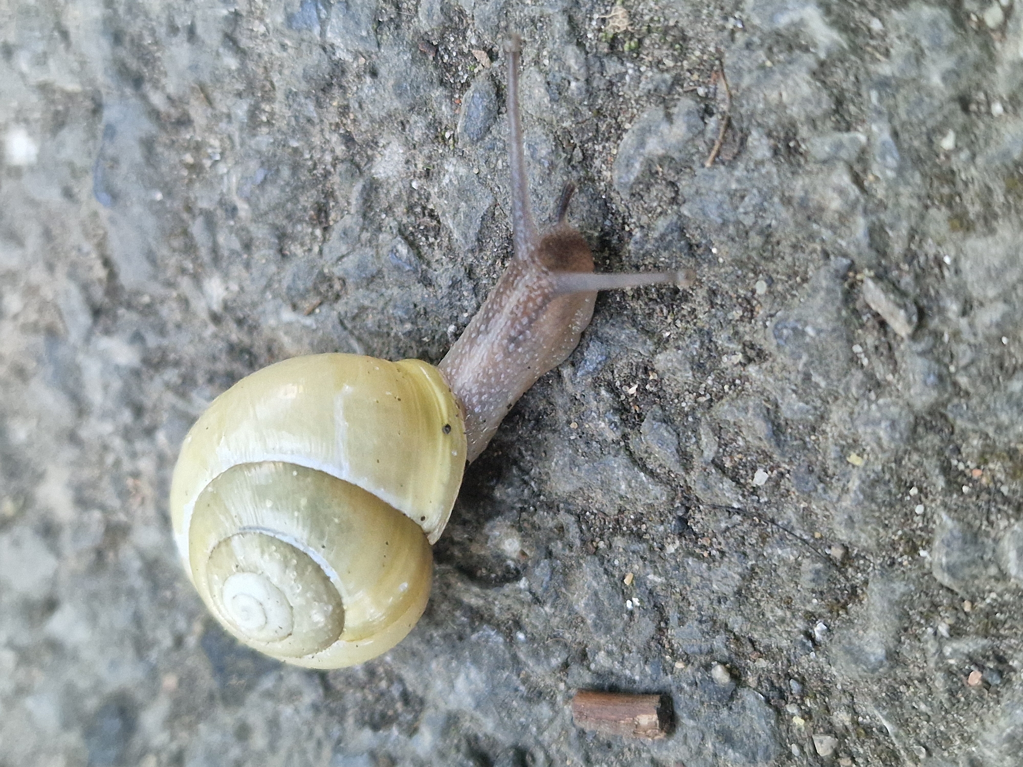An overhead, close-up shot features a snail on a grey, textured surface, likely concrete or asphalt. The snail is positioned diagonally across the frame, moving from the lower left towards the upper right.
The snail's shell is a pale yellow or cream color, smooth and slightly glossy, with visible concentric growth rings spiraling towards the center. Its body, extended from the shell, is a light brownish-tan, exhibiting a somewhat textured or slightly bumpy surface. Four tentacles are clearly visible at the front of its head: two longer upper tentacles are raised, and two shorter lower tentacles are pointed slightly downward.
The background consists of a rough, mottled grey surface composed of small pebbles and fine grit embedded in a darker matrix. This coarse texture is consistent throughout the visible area. In the lower right corner, a small, dark brown twig or piece of wood rests on the surface, adding a minor detail to the environment.
The lighting is soft and even, suggesting either overcast conditions or indirect sunlight, as there are no harsh shadows. The snail appears to be actively crawling or resting with its body extended. No people are visible, and there is no discernible text in the image. The scene conveys a moment of quiet natural activity within an outdoor setting in Bearpark, United Kingdom.