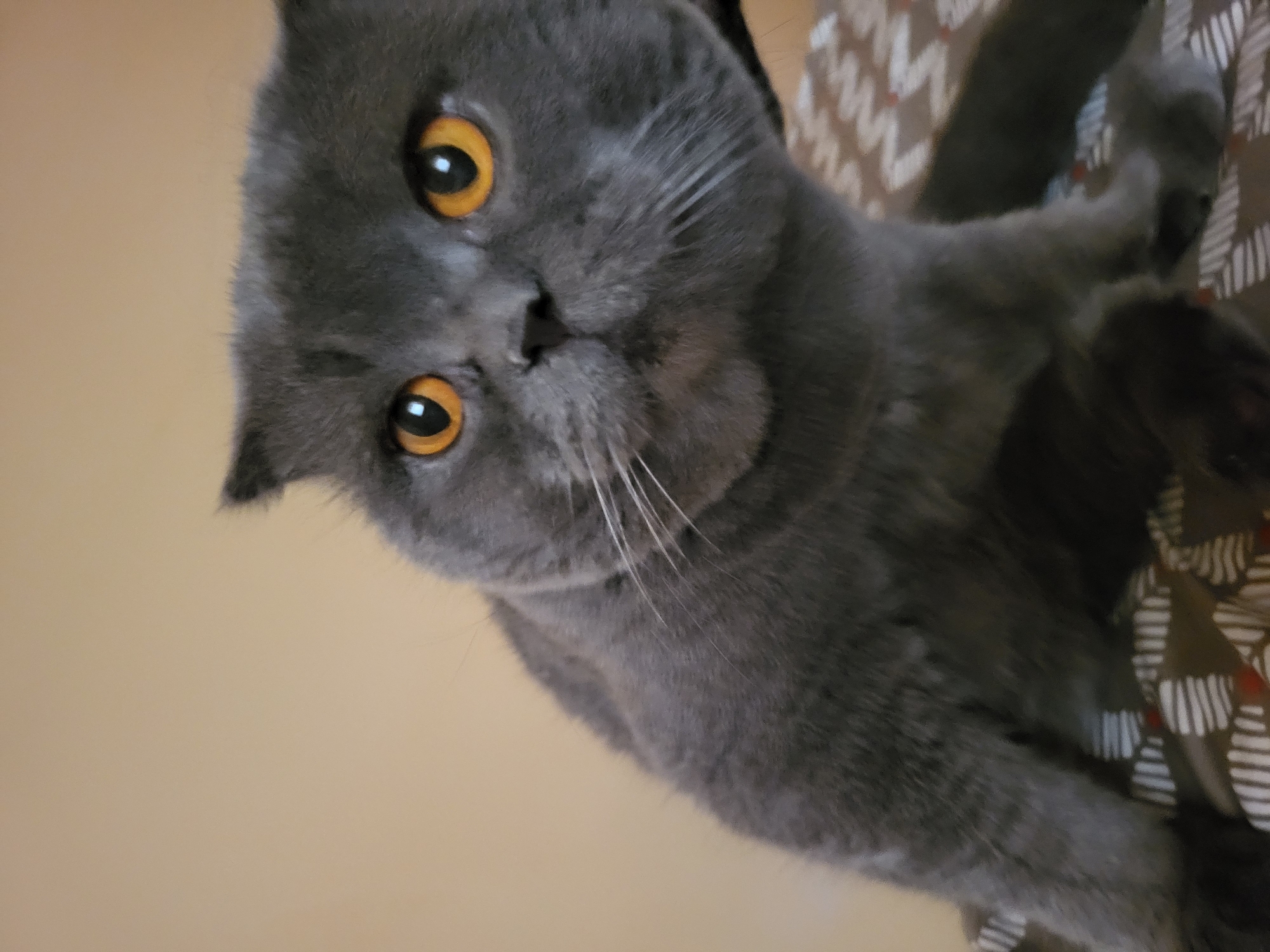 A close-up, head-on shot shows a British Shorthair cat with dark grey fur and bright orange eyes. The cat is looking directly at the camera with a neutral expression. The background is a plain, beige wall, and the cat is resting on a patterned surface, likely a blanket or cushion, with a geometric design of brown, white, and red. The lighting is soft, highlighting the cat's features and fur texture. No humans or other animals are visible in the image.
