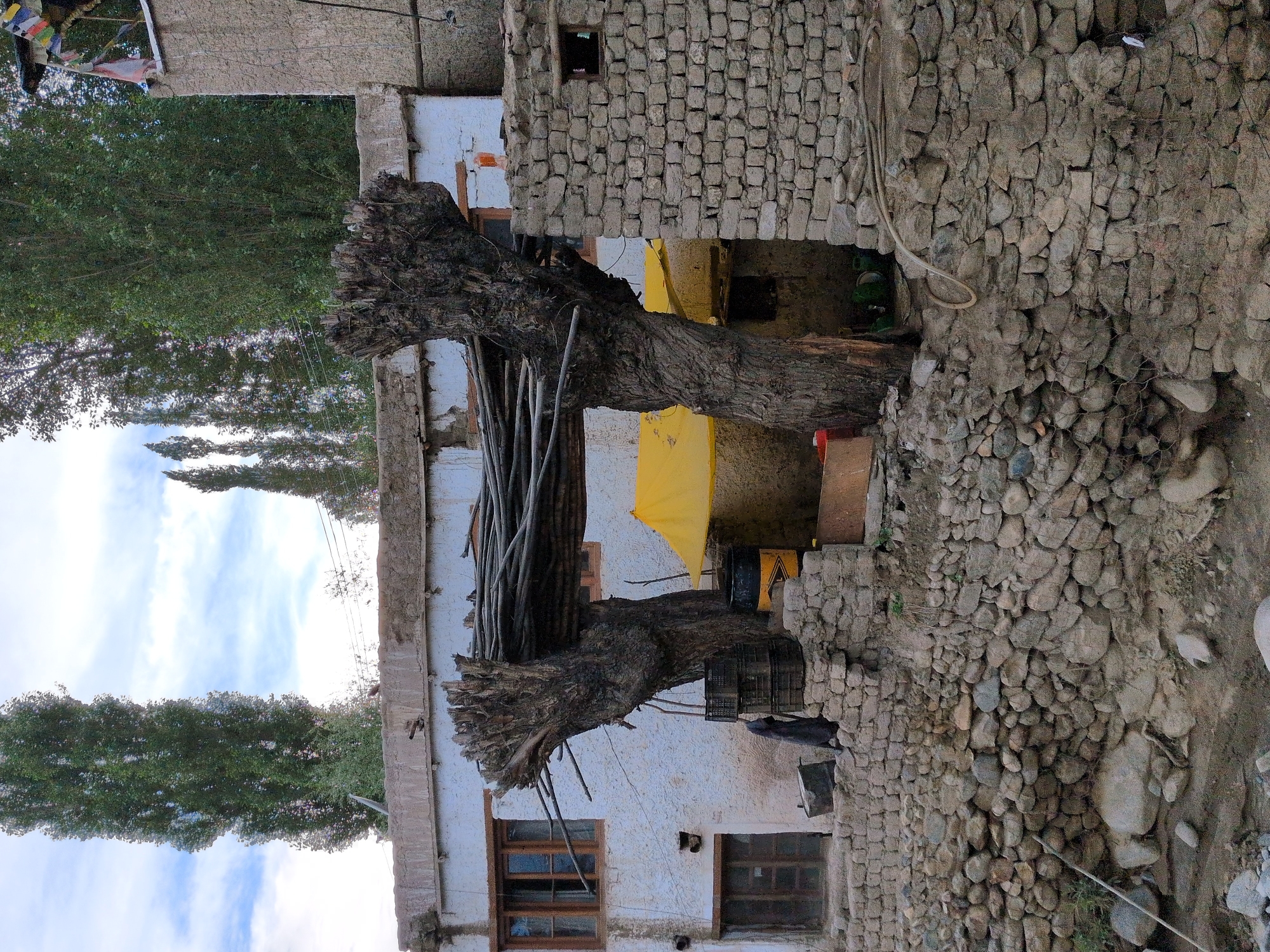 This is a medium shot of a rustic, weathered building and its surroundings, likely in Leh, India, given the architectural style and vegetation. The building's facade is a rough, light blue plaster, with two windows visible on the upper story and one door on the lower. The windows have dark wooden frames. In front of the building, two large, gnarled tree trunks with bare, broken branches protrude upwards. These trees support a makeshift roof structure made of thin wooden poles and possibly branches, creating a covered area.
Underneath this canopy, a bright yellow tarp is visible, partially obscuring the space behind. To the left of the tree trunks, a stack of dark plastic crates sits on a stone wall. Next to the crates is a black barrel with yellow markings, and a smaller, light-colored barrel. A dark grey garment, possibly a piece of clothing or a tarp, is draped over some of the crates.
The foreground consists of a rough stone wall, constructed from irregularly shaped stones of various sizes, with some dirt and vegetation interspersed. A thin, light-colored pole or stick leans against the lower part of this stone wall. The ground appears to be a mix of dirt and stones. In the background, tall, slender trees with dense green foliage rise towards a cloudy sky. The overall impression is one of a rural or semi-rural setting with elements of both natural and built environments.