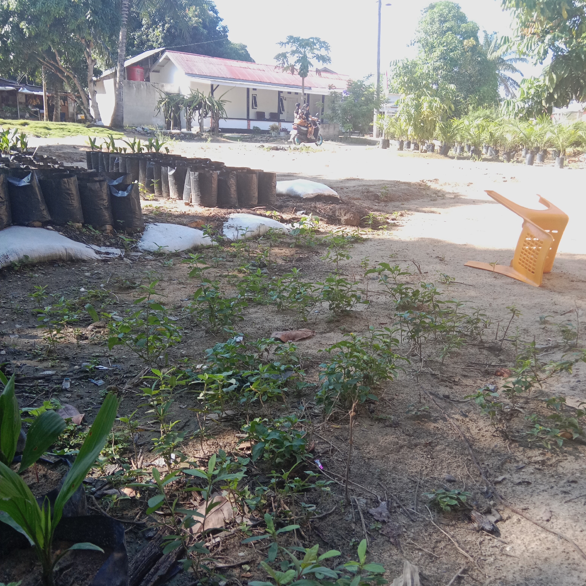 The image depicts an outdoor scene in a rural area, possibly a nursery or farmland, with a simple building in the background. The foreground features several rows of black plastic bags, likely containing seedlings or young plants, arranged on the sandy ground. Some white sacks are also visible among the black bags. In the middle ground, there are numerous young plants growing directly from the soil, interspersed with dry leaves and twigs. To the right, an orange plastic chair is overturned on the sandy ground. In the background, a long, white building with a red roof is visible. A motorcycle carrying two people is seen in front of the building. The environment is characterized by dry, sandy soil, scattered vegetation, and mature trees providing shade. The overall impression is one of a work in progress, possibly related to agricultural or horticultural activities. The location is identified as Unknown, Indonesia.
