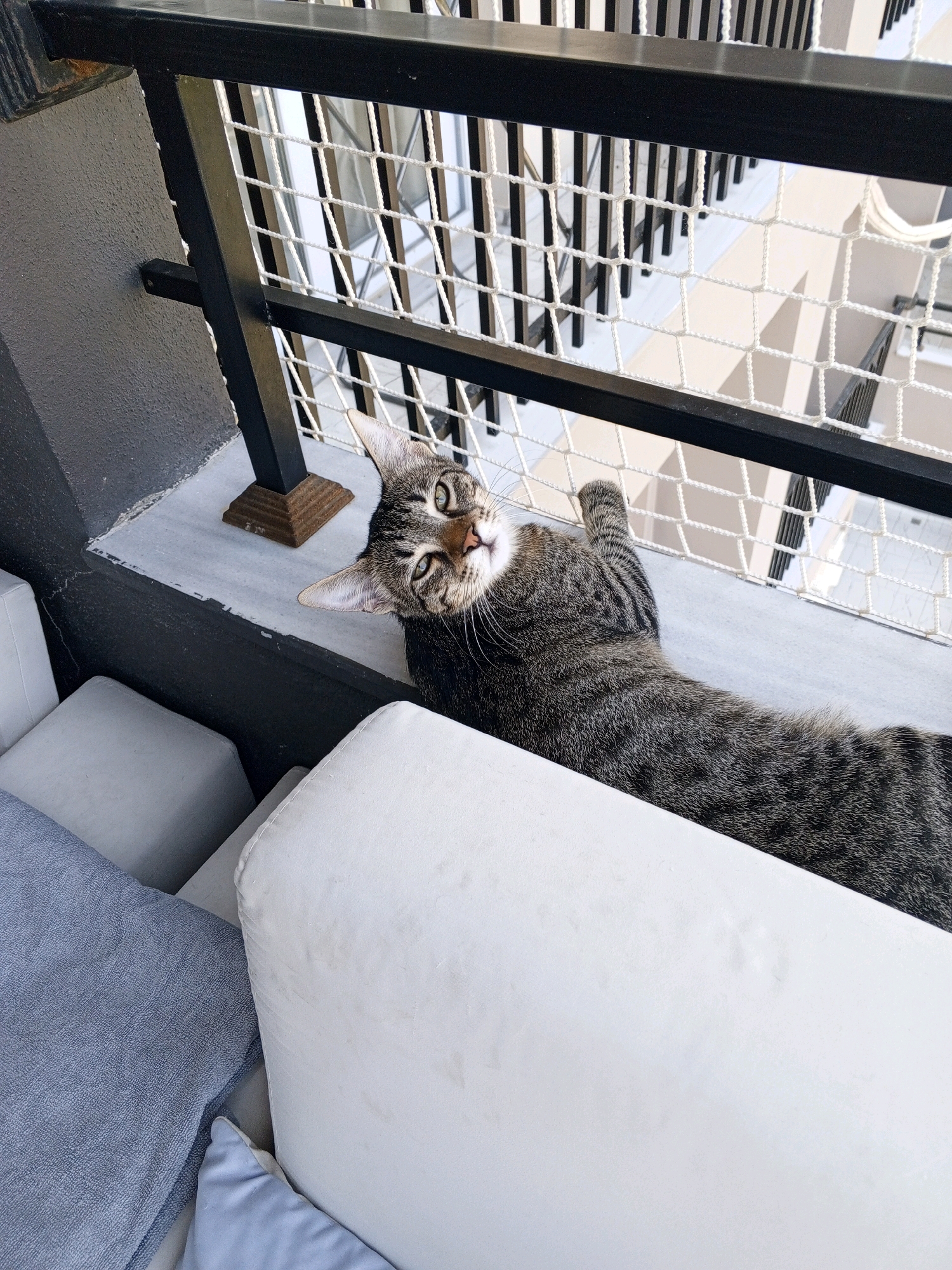 A tabby cat is lying on a balcony in Erdemli, Turkey, with its head turned towards the camera and its body stretched out. The cat has green eyes and is predominantly grey with black stripes. The balcony has a dark metal railing with a white net stretched across it, creating a diamond pattern. Below the railing, white cushions of outdoor furniture are visible. The background shows a view of what appears to be a building with vertical elements. The lighting suggests it is daytime.