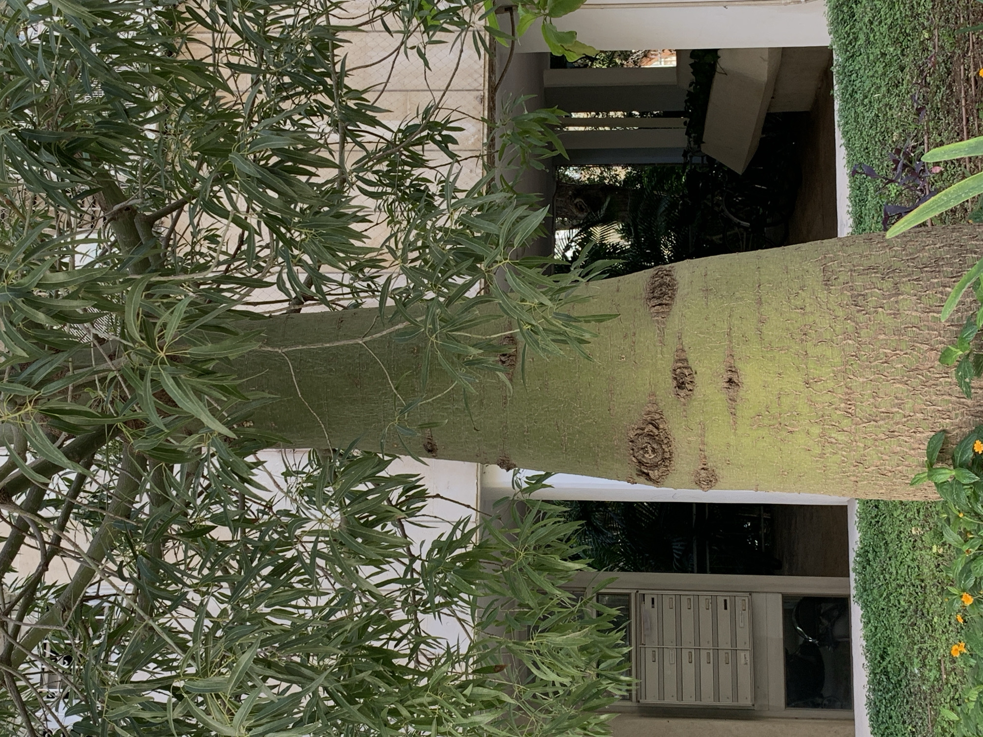 The image depicts a tree with a thick, green trunk in front of a building in Tel-Aviv, Israel. The tree has numerous slender leaves. The building behind the tree features a series of mailboxes and a green wall of foliage. A partially obscured window reveals an interior space with a bicycle. The image is oriented sideways.