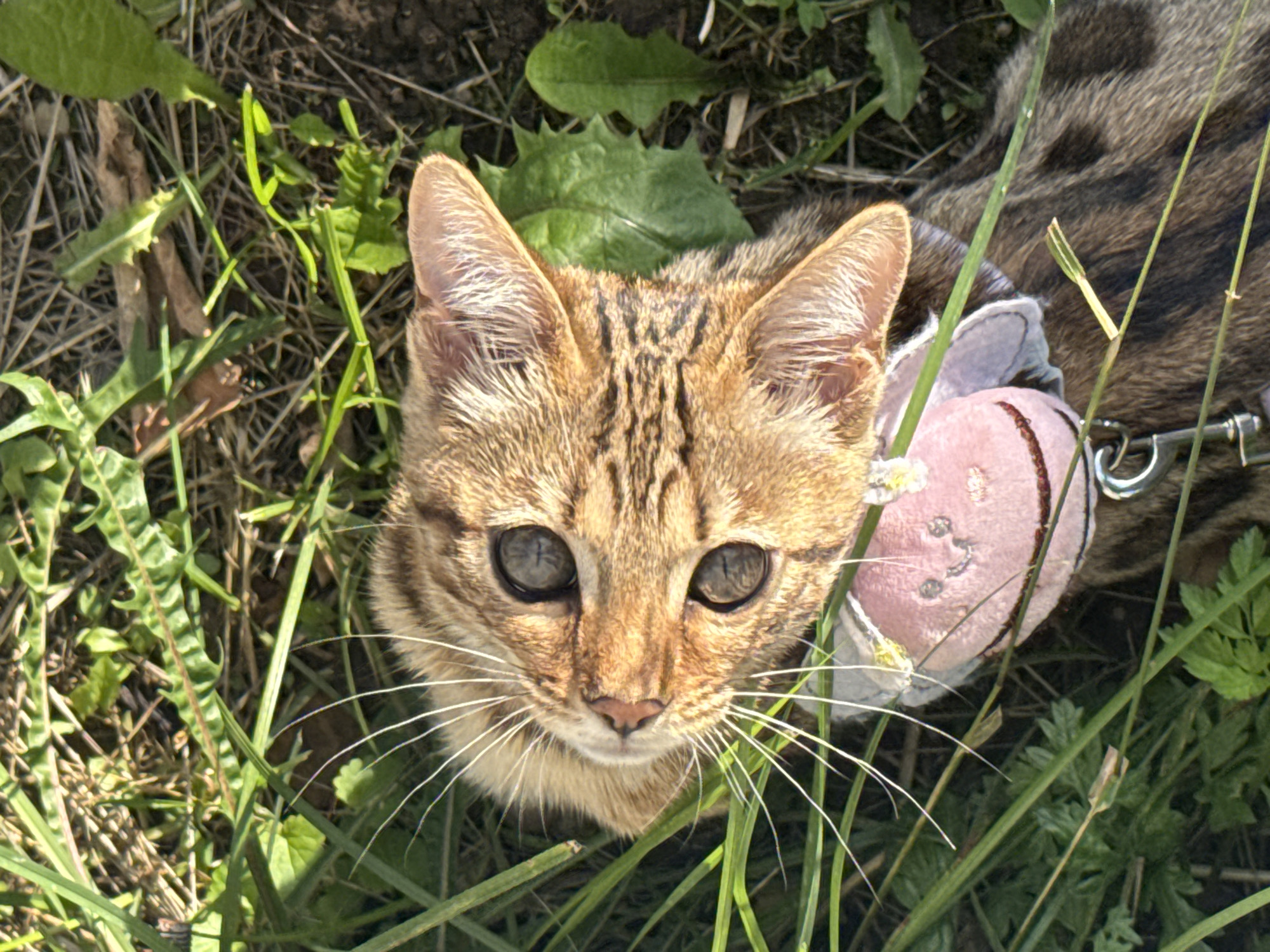 A tabby cat with striking green eyes and long white whiskers is lying in green grass. It is wearing a pink collar with a smiley face design and a silver leash attachment. The cat's fur is a mix of brown and black stripes. The background consists of dry leaves and dirt, suggesting an outdoor environment. There are no people or any other animals visible in the image. The image does not provide any information about the location in the city of Rzhev, Russia.