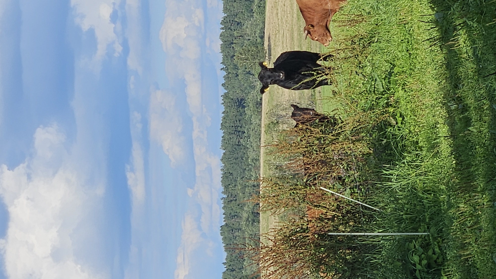 A vertical shot captures a herd of cattle in a sunlit field near Kapūņi, Latvia. In the foreground, lush green grass and tall, dried weeds dominate the lower half of the frame. A thin white post and wire fence are partially visible amidst the vegetation. In the middle ground, three cows are present. A black cow stands prominently in the center, facing the camera with yellow tags on its ears. To its left and partially obscured by weeds, a dark-colored calf looks forward. To the right of the black cow, a reddish-brown cow is seen from the side, also with yellow ear tags. The background reveals a vast field, transitioning into a dense, dark green forest that stretches across the horizon. Above, a bright blue sky is adorned with scattered white, fluffy clouds.
