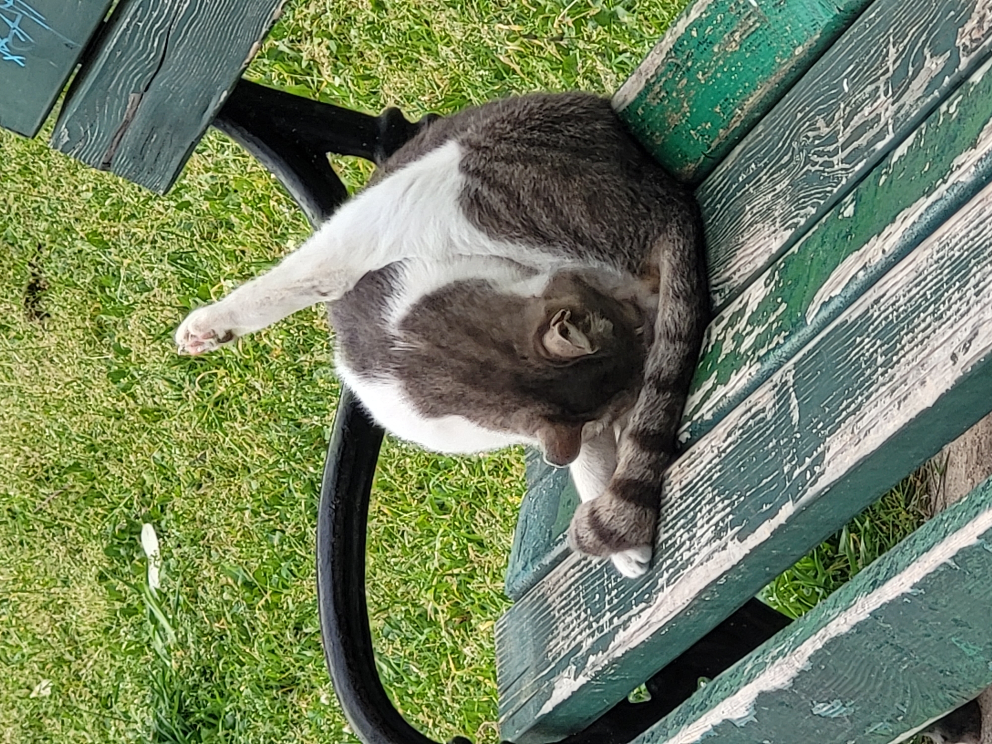 A gray and white cat is captured in a relaxed pose, curled up on a weathered green park bench in an outdoor setting in Budva, Montenegro. The cat, exhibiting a tabby pattern on its gray fur and distinct white patches on its belly and paws, appears to be either sleeping or grooming itself. Its head is tucked into its body, with one ear partially visible, and one rear paw is extended upwards, showcasing its pink paw pads. A striped tail wraps around its body.
The bench consists of wooden slats painted dark green, which show significant signs of age and wear, with much of the paint chipped away, revealing lighter wood beneath in streaks and patterns. The sturdy support frame of the bench is black and curved. Lush green grass surrounds the bench, indicating a bright, daytime scene with clear weather. On the uppermost slat of the bench, some faint, illegible light blue graffiti or markings are present. The overall image evokes a sense of calm and tranquility.