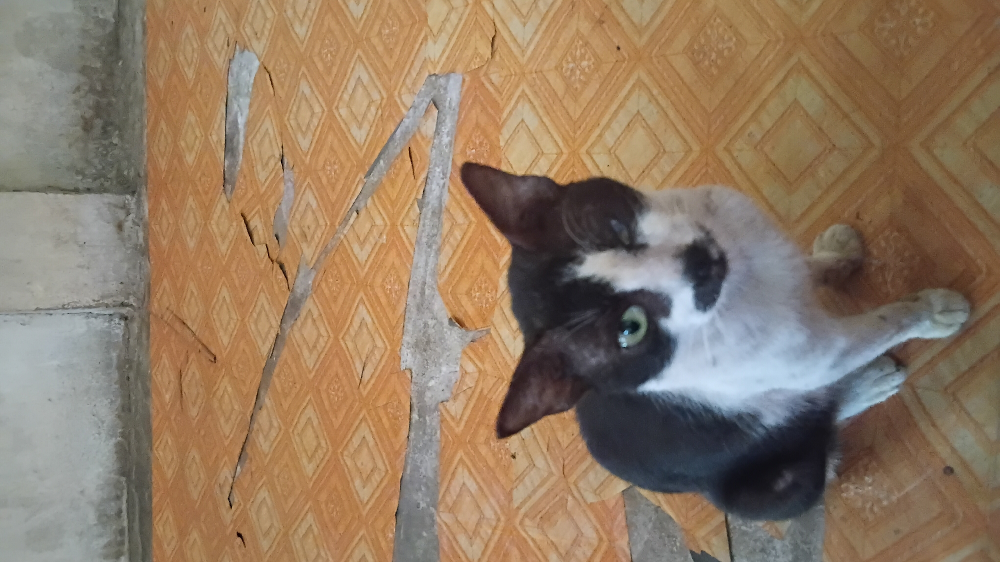 A black and white cat with one eye is sitting on a worn, patterned orange linoleum floor in front of a textured concrete wall. The linoleum has large tears and peeling sections, revealing the concrete underneath. The cat is facing forward, with its left eye green and its right eye closed or obscured. The background wall is grimy and appears to be the base of a building. This scene is likely located in an interior space, possibly a dwelling or an outbuilding, in the city of Prabumulih, Indonesia, given the context provided.