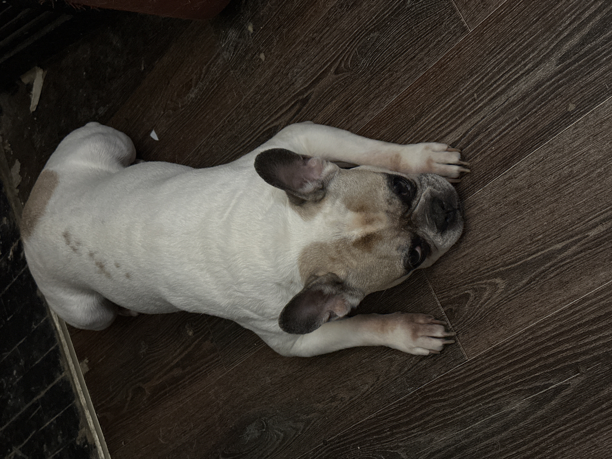 A French bulldog lies on its stomach on a dark wood-grain floor. The dog is mostly white with tan markings on its head and back. Its front paws are extended forward and it is looking down. The background is dark and indistinct. This scene is not located in Moscow, Russia.