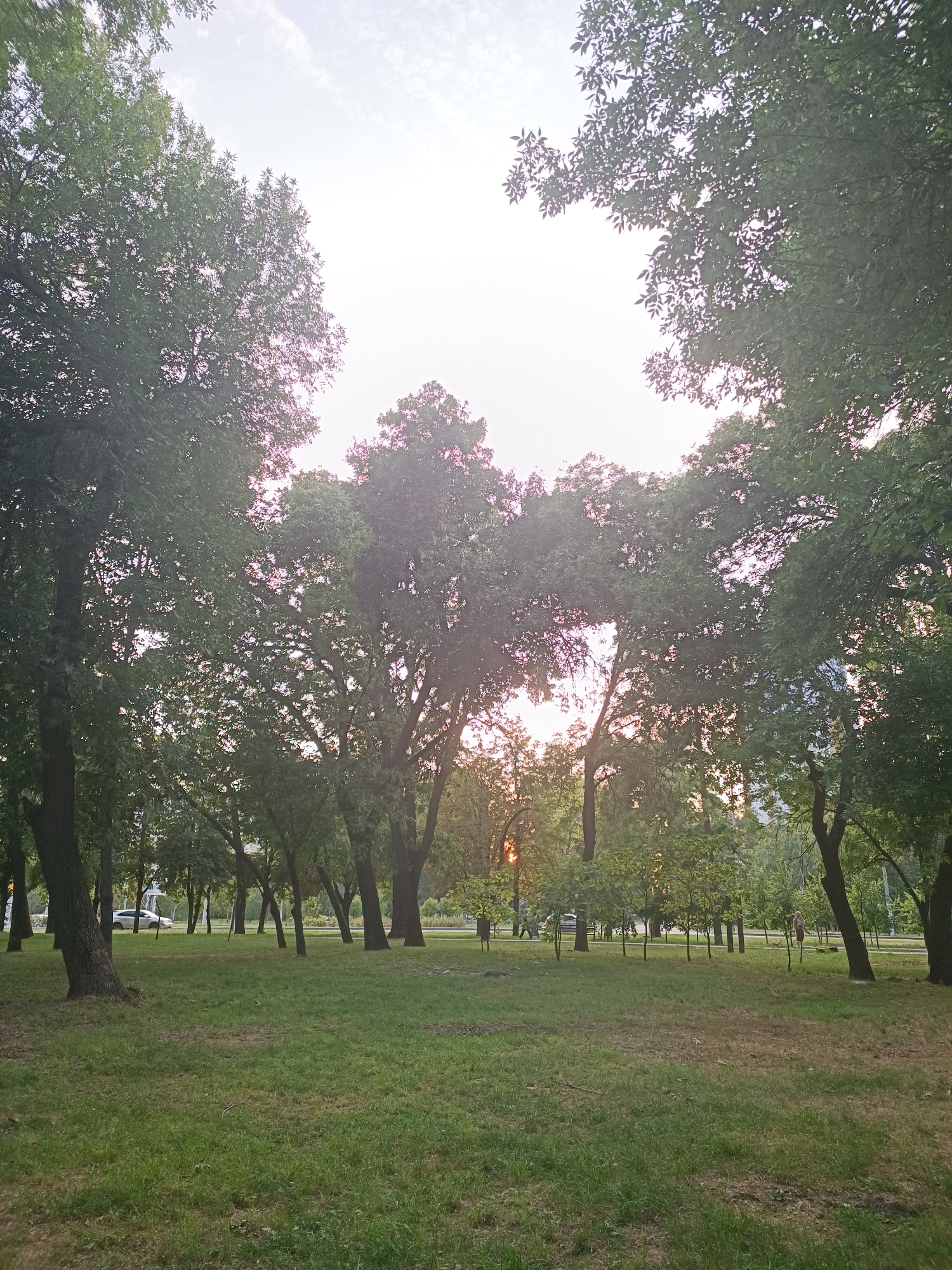The image depicts a park setting in Zaporizhzhia, Ukraine, with a focus on lush green grass and mature trees. The sky is bright and hazy, suggesting either early morning or late afternoon light, with hints of pink and purple hues filtering through the leaves. Several people are visible in the distance, appearing as small figures engaged in casual activities. One individual is walking a dog, another appears to be standing, and a few others are spread out across the park. In the background, a road with passing cars is discernible, indicating the park's proximity to urban infrastructure. The overall atmosphere is serene and natural, juxtaposed with the subtle presence of city life.