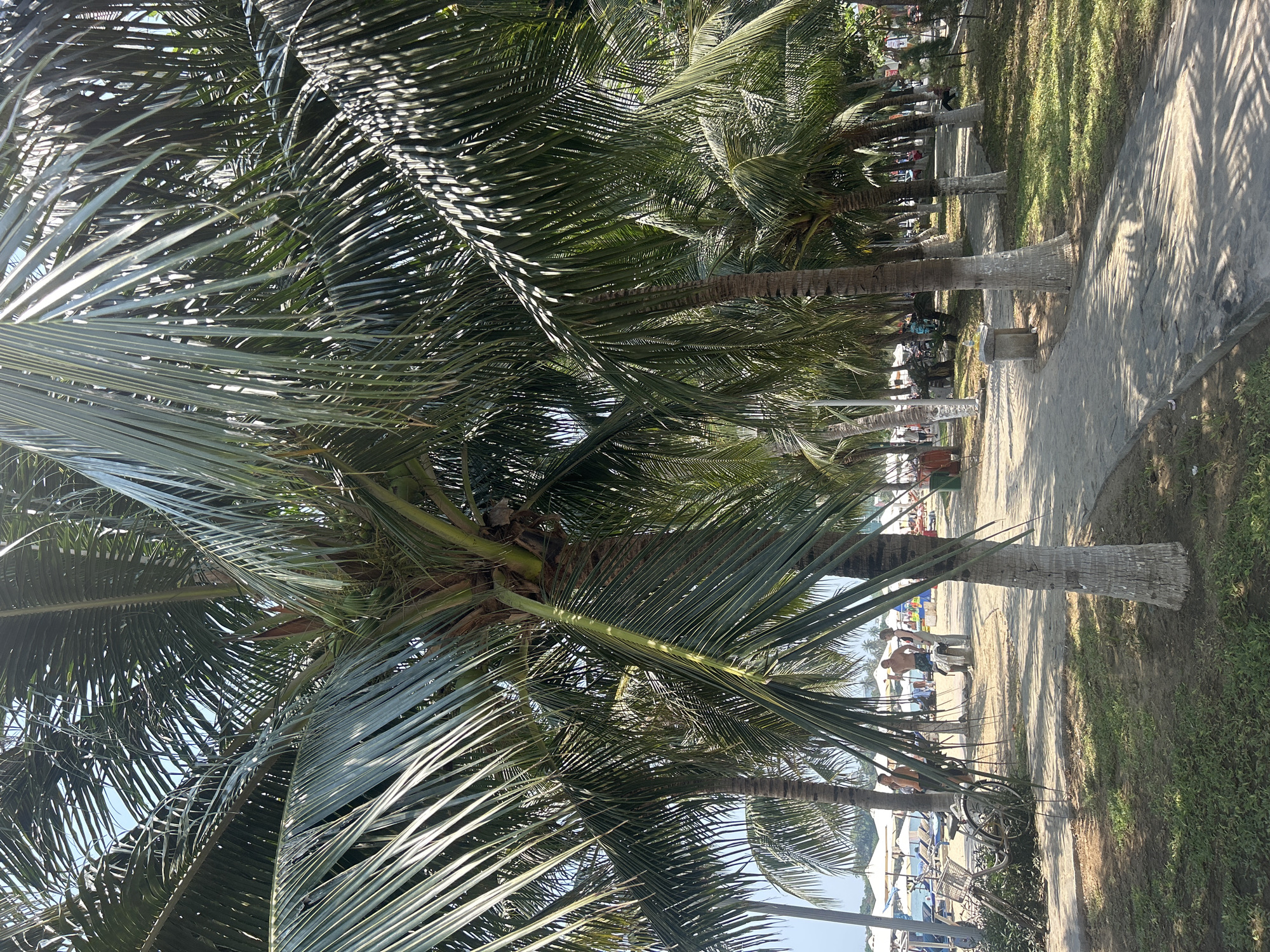 The image shows a pathway lined with palm trees in Bắc Nha Trang, Vietnam. The pathway is made of concrete and has patches of grass on either side. The palm trees cast shadows on the pathway. In the background, there is a beach with people and beach umbrellas. A few people are sitting on benches along the pathway, and there are some parked bicycles. The sky is visible in the distance.