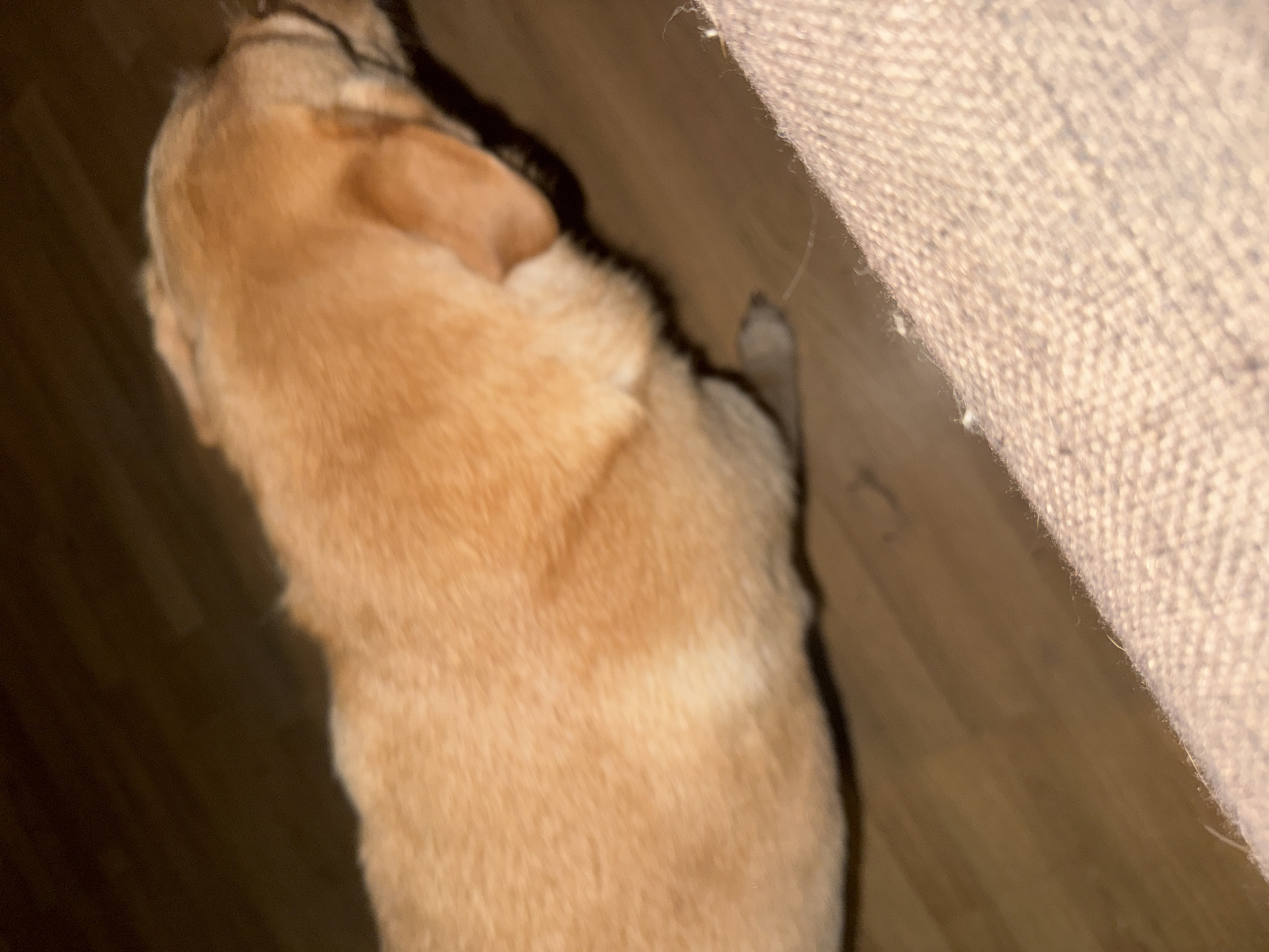 A medium shot shows a tan-colored dog from the side, its body blurred and out of focus. The dog is standing on a wooden floor. In the foreground, a portion of a textured, light-colored surface, possibly a couch or blanket, is visible. The background is dark and indistinct. There is no identifiable information about the location in Bykovo, Russia, or any specific actions or interactions.