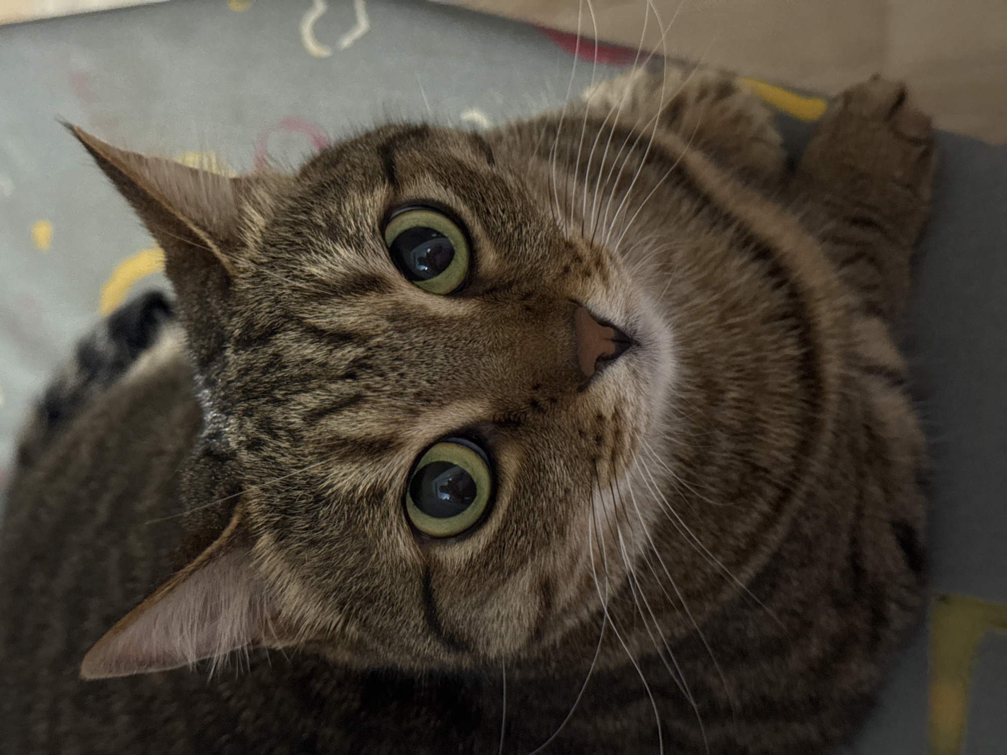 A close-up, high-angle shot features a brown tabby cat with large, round, green eyes. The cat is lying down on what appears to be a gray mat or surface with subtle patterns. The cat's head is tilted slightly, and its ears are pointed upwards. The lighting is soft and even, highlighting the details of the cat's fur and whiskers. The cat is looking directly at the camera with an alert expression. There is no evidence in the image to suggest that the photo was taken in the city of Chaikovsky, Russia.