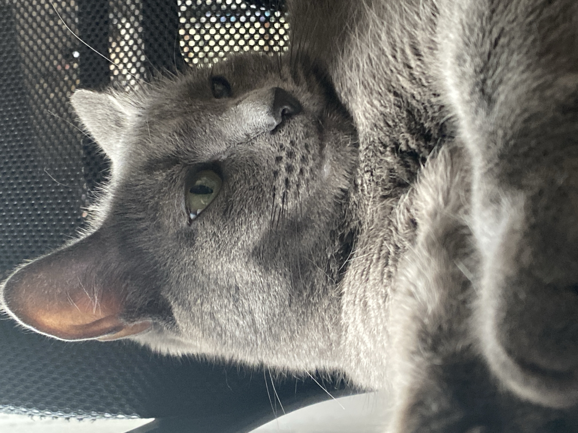A close-up, low-angle, sideways shot shows a gray cat resting on a black mesh surface, likely a chair. The cat is lying on its side with its head tilted upwards, its green eyes looking towards the camera. Sunlight streams in from the upper right, illuminating the cat's fur and casting shadows. The mesh surface has a pattern of small, circular holes. The background is dark and out of focus, with hints of bright light filtering through the mesh. The scene appears to be indoors, possibly in a home or office. The cat's expression is relaxed and content. There is no visible text in the image.