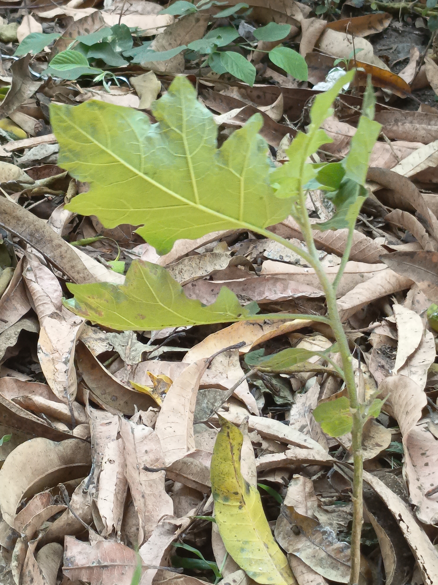 The image displays a close-up, eye-level view of a small, green plant growing amidst a thick layer of dry, brown leaves on the ground. The plant has a slender stem and several bright green leaves, some of which are lobed. The surrounding ground is densely covered with fallen leaves in various stages of decay, creating a textured, natural ground cover. Small, vibrant green leaves of other, possibly wild, plants are also visible peeking through the dry leaf litter in the background. The scene suggests a natural, possibly undisturbed, environment within the city of Kandangjati Wetan, Indonesia. There are no people or animals present in the image. The lighting is natural, indicating an outdoor setting.