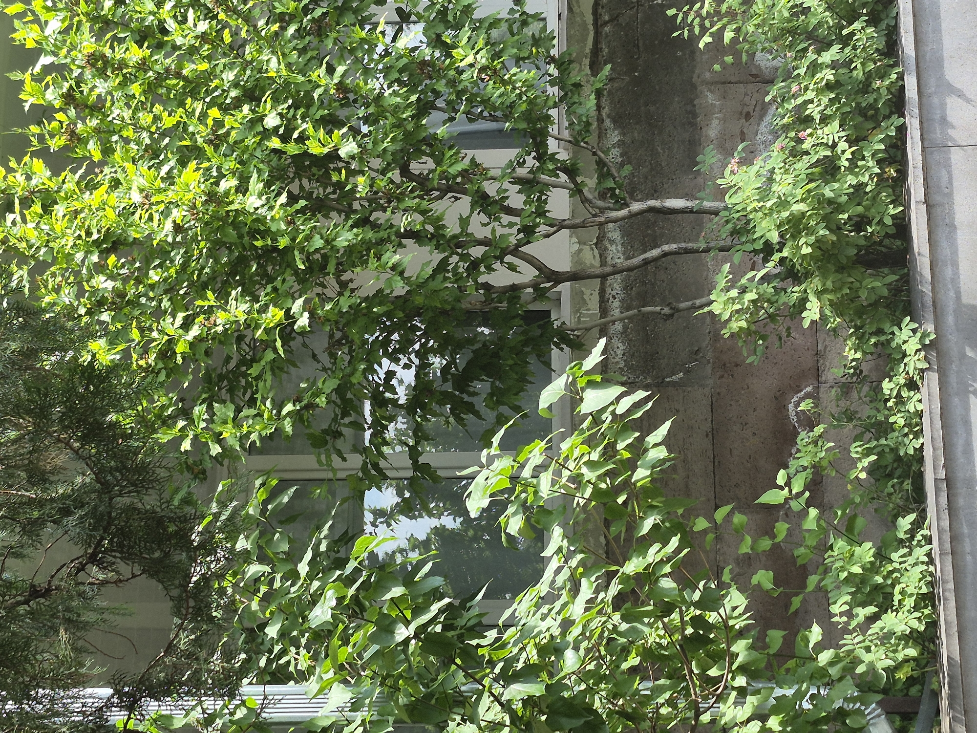 The image depicts an outdoor scene in Yerevan, Armenia, featuring a building facade partially obscured by lush green foliage. A concrete wall, constructed from large, rectangular stone blocks, runs horizontally across the lower portion of the image, serving as a base for the plants. Above this wall, a white building with windows is visible, reflecting the sky and surrounding trees. Several trees and bushes are positioned in front of the building, creating a layered effect.
On the left, a dense cluster of green leaves, possibly from an ivy or vine, drapes downwards, partially covering a vertical element that appears to be a downspout or drainpipe. The foliage here is vibrant and light green, with some leaves catching the sunlight.
Towards the center and right of the image, a multi-trunked tree with a light-colored bark stands prominently. This tree has a more open canopy with smaller, lobed green leaves, some of which are illuminated by sunlight, giving them a brighter, almost yellow-green hue. Scattered among the leaves of this tree are small, dark brown seed pods. Below this tree, a bed of lower-lying green bushes thrives, some with delicate pink flowers. These bushes are densely packed and create a soft, undulating line along the concrete wall.
Further back and to the upper left, branches of a conifer tree with dark green, needle-like foliage extend into the frame, providing a contrasting texture and color to the broader leaves of the deciduous plants. The overall impression is one of a well-established urban garden area, likely in front of a residential or commercial building, with a mix of architectural elements and abundant plant life. The lighting suggests it is daytime, with the sun casting shadows and highlighting certain areas of the foliage.