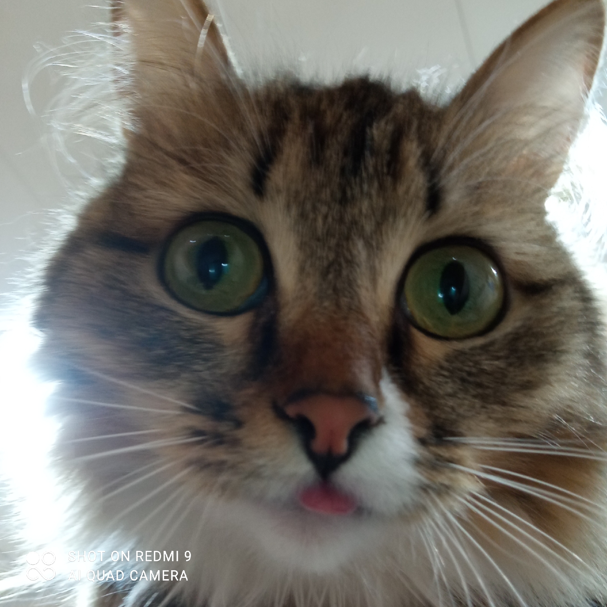 A close-up photograph depicts the face of a cat. The cat has green eyes, a pink nose, and is sticking its tongue out slightly. The cat's fur is brown and white. The photo was taken with a Redmi 9 AI quad camera. The location of Chaikovsky, Russia is not discernable from the image.
