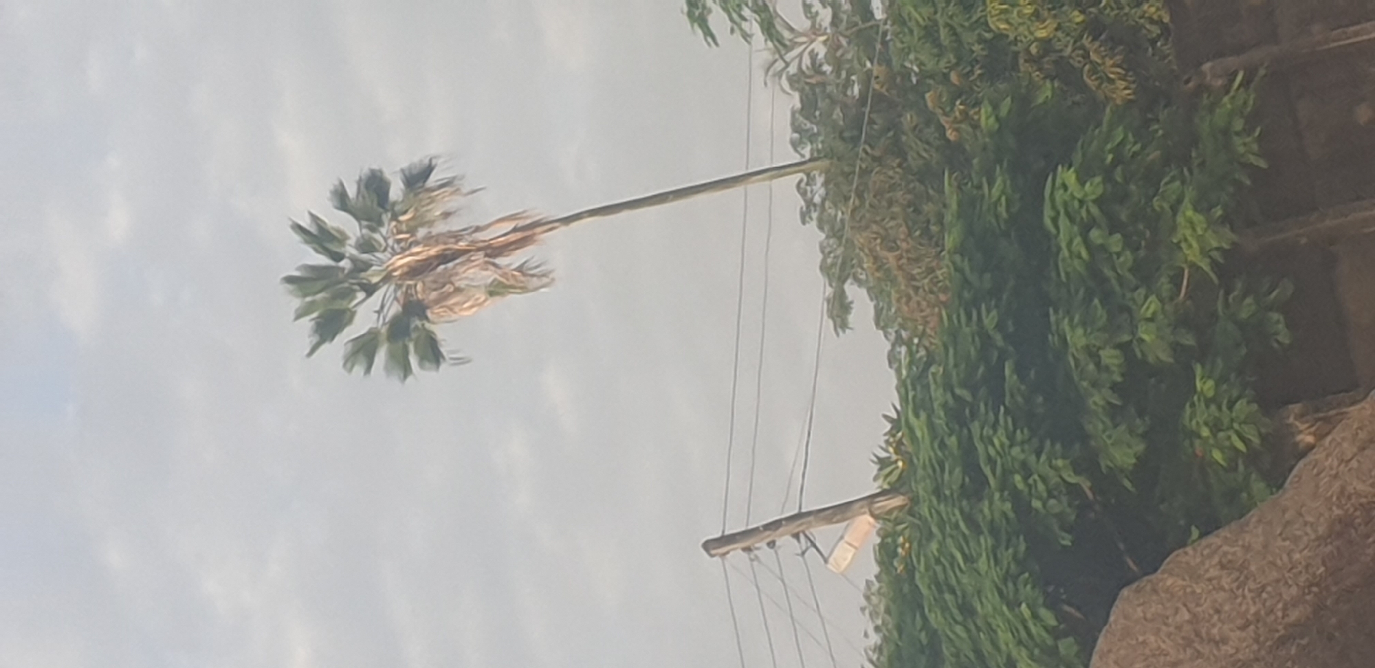 The image, taken in Jos, Nigeria, shows a tall palm tree with sparse, dried fronds at its crown, bending slightly to the right against a cloudy sky. In the mid-ground, a wooden utility pole stands tilted, supporting multiple power lines. Behind the pole and extending across the frame is a dense line of lush green foliage, composed of various trees and bushes. To the left of the image, a large, rough-textured rock is visible in the foreground. The overall scene suggests an outdoor environment, possibly a roadside or a residential area, characterized by the presence of both natural elements like trees and vegetation, and man-made infrastructure like utility poles and power lines.