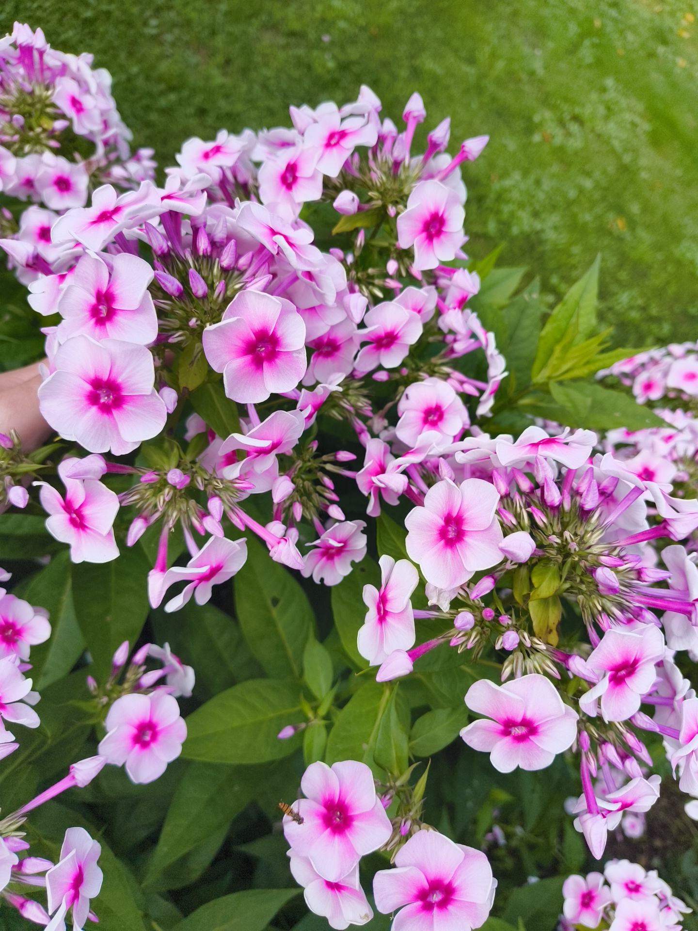 A close-up, eye-level outdoor shot captures a cluster of blooming phlox flowers, predominantly pink with dark pink centers, in Востец Снт, Russia. The flowers are arranged in dense clusters on stems with green leaves and some closed buds visible. A hand is partially visible on the left side of the frame, reaching towards the flowers. The background consists of a green lawn with some dappled light, suggesting it is daytime. The overall scene conveys a sense of nature and summer bloom.