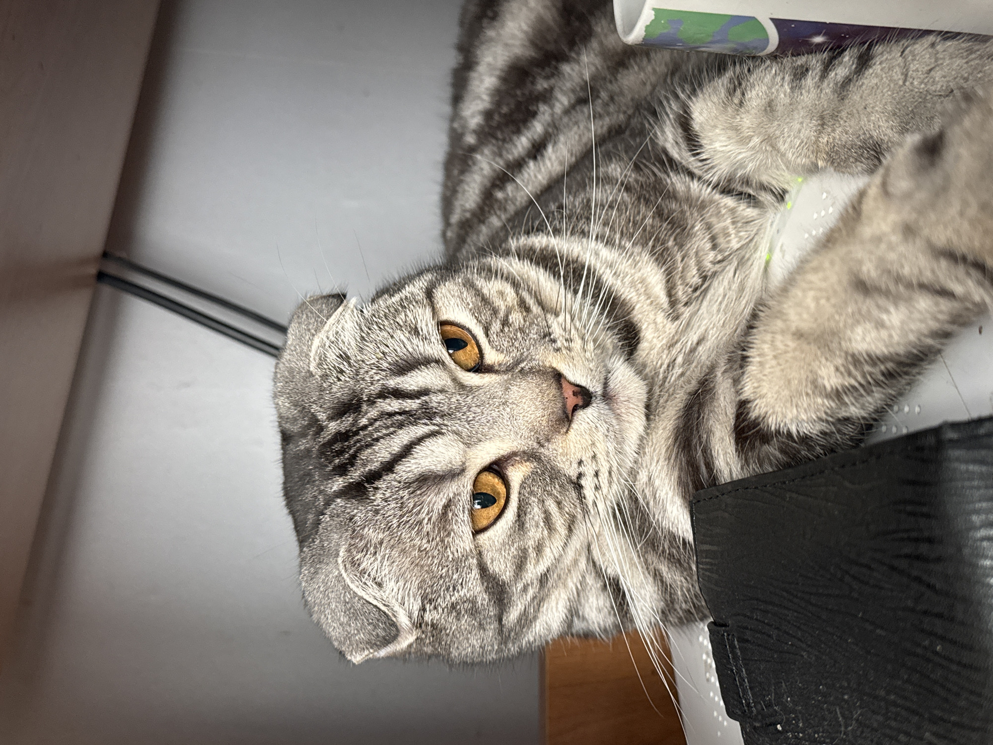 A gray tabby Scottish Fold cat with golden eyes is positioned in the lower center of the frame, looking upward at the camera. The cat is indoors, and it appears to be lying near a black object in the lower right and a cylindrical object in the upper right. The background is a plain white wall. No people or other locations are visible. The city of Фоки, Russia, is not discernible.