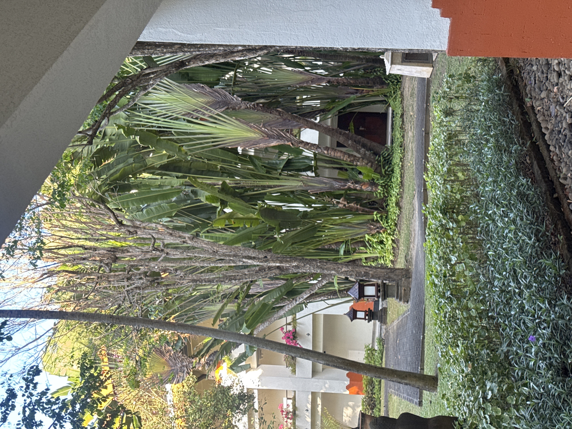 The image depicts a lush courtyard area of a resort or hotel in Kuta Selatan, Indonesia. The foreground is dominated by a well-maintained garden with various green plants and a few small purple flowers. A pathway made of dark paving stones winds through the garden, leading towards a cluster of large, fan-like palm trees, possibly Ravenala madagascariensis (Traveler's Palm), which are characteristic of tropical landscapes. Beyond the palms, a multi-story building with white walls and orange trim is visible. Several balconies are adorned with vibrant pink flowers in planters. Two traditional-style outdoor lanterns with dark bases and white rectangular shades are positioned along the pathway. The architecture suggests a resort or hotel setting, common in tourist areas like Kuta Selatan. The lighting indicates it is daytime, possibly late afternoon, given the warm sunlight illuminating the scene. There are no people visible in the image.