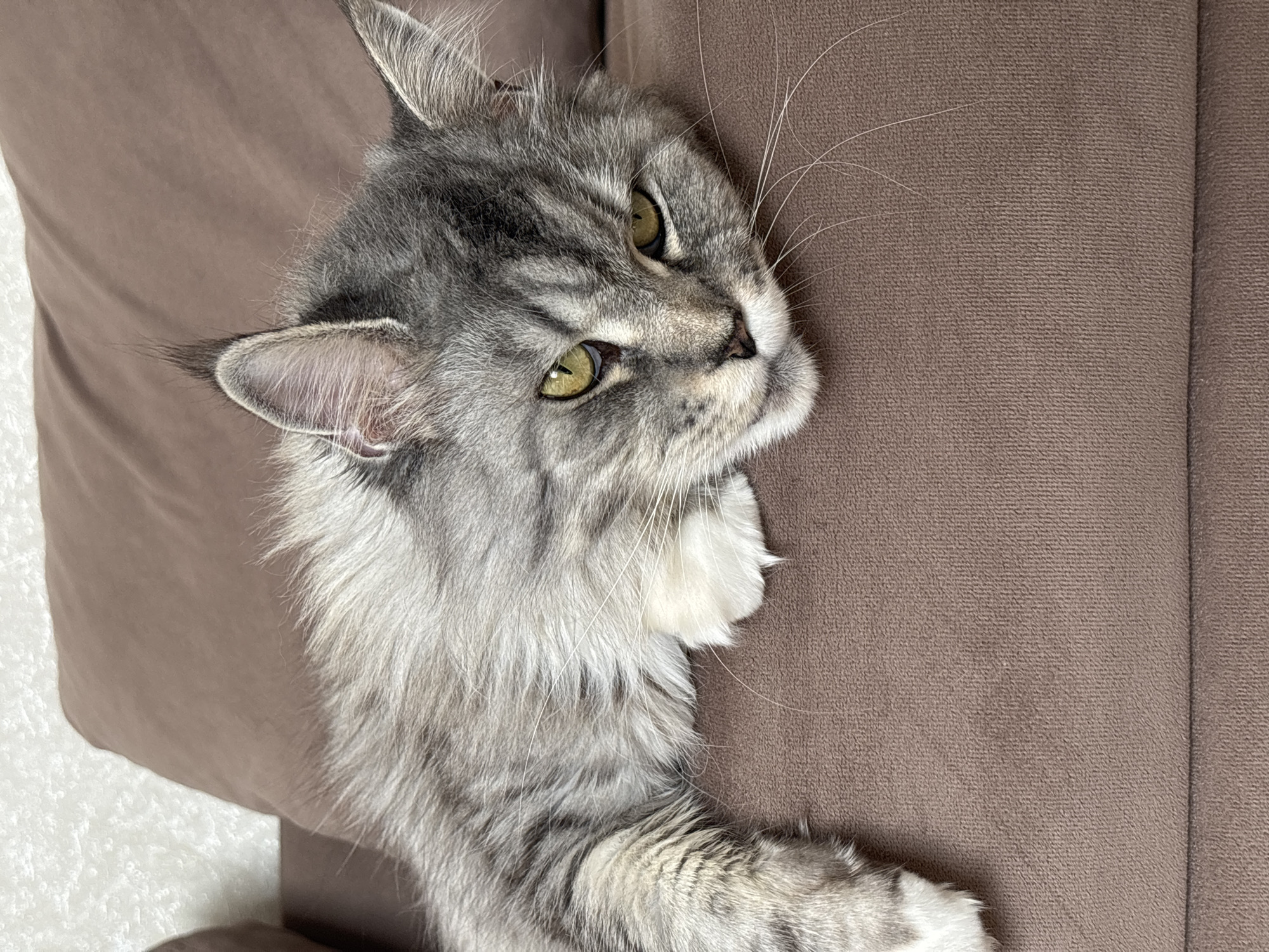 A fluffy gray Maine Coon cat with yellow eyes is lying on a brown sofa. The cat's head is resting on its paws, and its eyes are partially closed. The background is a textured white wall. The scene appears to be indoors, likely in a home. The image does not provide any information about the city of Kazan, Russia.