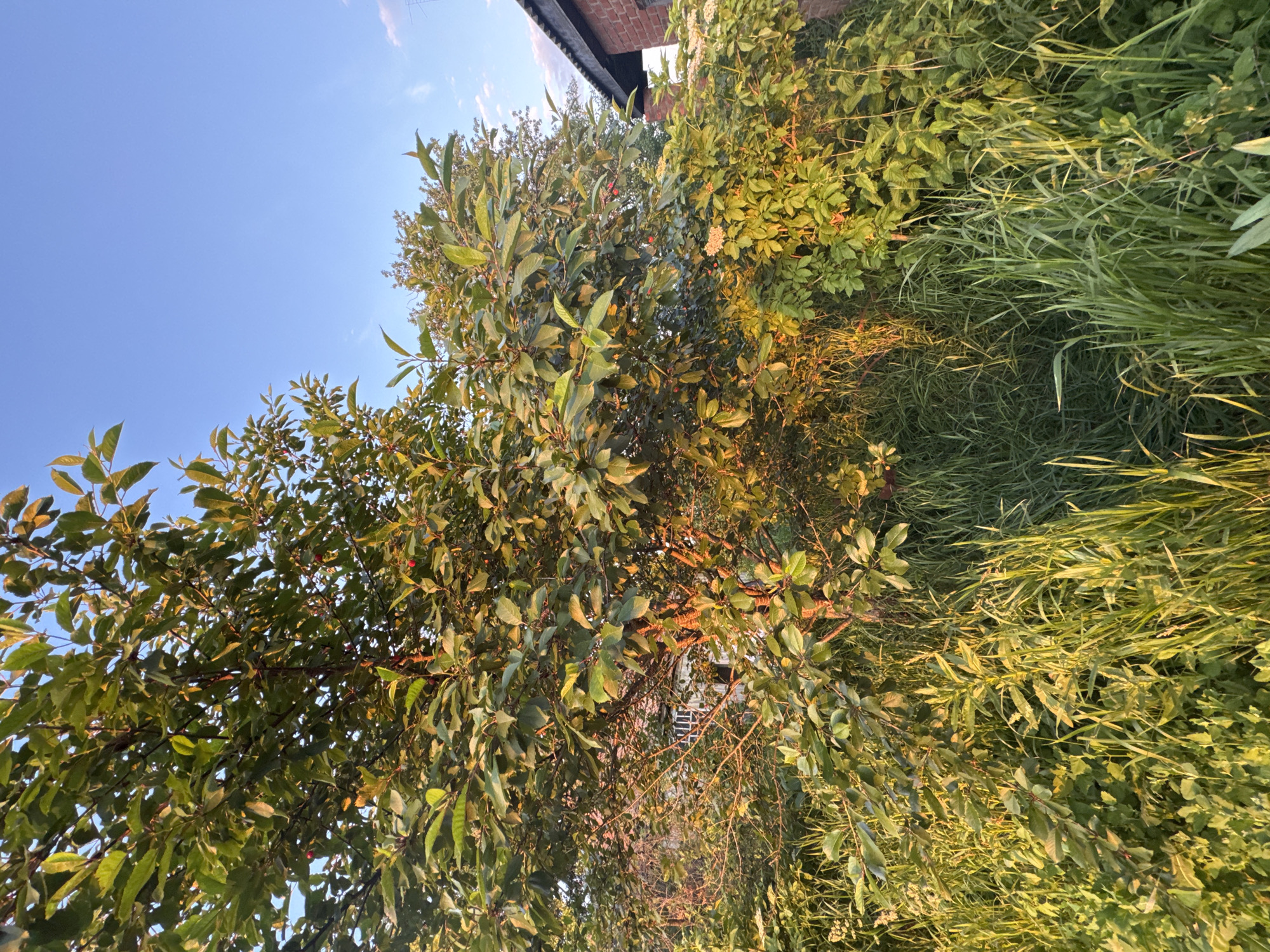 The image displays an overgrown outdoor scene, likely a garden or yard, illuminated by golden hour sunlight. The location is Ohuivka, Ukraine. A large deciduous tree, possibly a cherry tree, occupies the central and left-mid portion of the frame, featuring dense green foliage with some small red berries interspersed throughout its branches. Tall, unkempt green grass and various broad-leaved green plants dominate the foreground and lower mid-ground. White small clustered flowers are visible on a bush in the mid-ground, right of the central tree. A portion of a brick building with a dark roof and a television antenna is present on the far right side of the frame. Further in the background, partially obscured by foliage, a light-colored structure with a window featuring vertical bars is visible. The sky is clear blue with minimal cloud cover in the upper right corner. No individuals or specific actions are depicted.