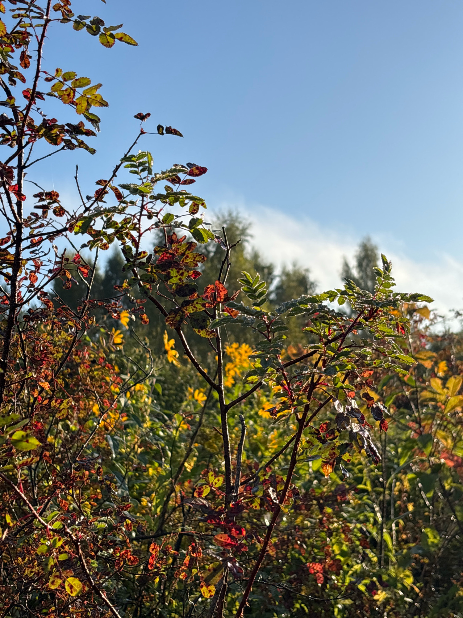 The image captures a close-up view of thorny branches with red and green leaves against a bright blue sky with a wispy cloud. The leaves exhibit autumn colors with patches of yellow and red, some appearing speckled. Small water droplets are visible on some of the leaves, suggesting dew or recent rain. In the background, a blurred landscape of trees and yellow wildflowers can be seen. The lighting indicates it is daytime, likely morning or late afternoon, with the sun casting light through the foliage. There are no people or animals visible in the scene. The setting appears to be an outdoor natural environment, possibly a park or a roadside, in Семибратово, Russia.