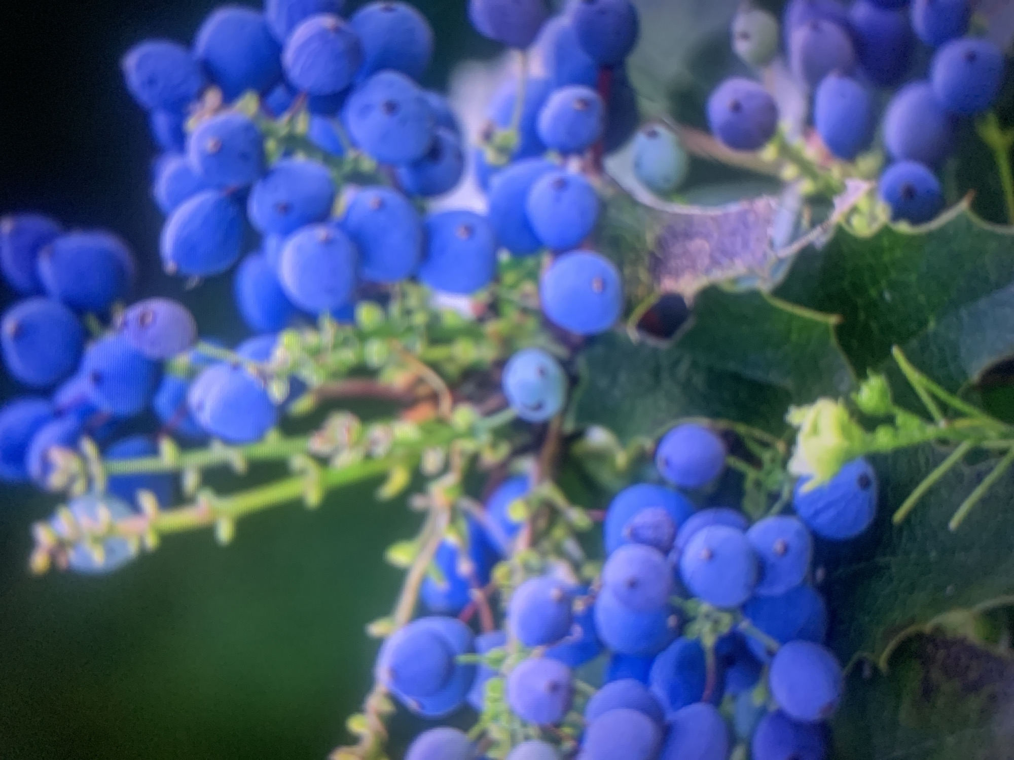 The image is a close-up, slightly blurred photograph of a cluster of bright blue berries, likely blueberries or a similar fruit, growing on a plant. The berries are round and plump, with some appearing to have a slight sheen. They are clustered together on thin, green stems, with some small, underdeveloped green buds or flowers also visible. Lush green leaves are present in the background and around the berries, suggesting a natural, outdoor setting. The lighting appears to be soft, possibly indicating daylight, but the time of day is not definitively clear. There are no people or other objects visible in the frame, and no text is present. The overall impression is one of natural beauty and the abundance of fruit. The context provided is Almaty, Kazakhstan.