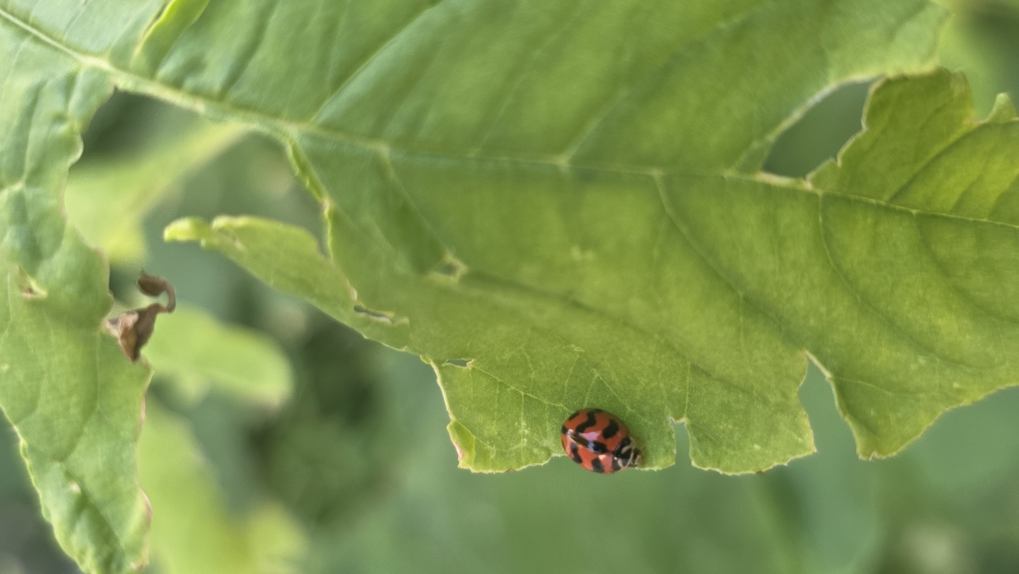 A red and black striped insect rests on the edge of a partially eaten green leaf. Other leaves are out of focus in the background. The location is unknown, and no information suggests the city of Lhokseumawe, Indonesia.