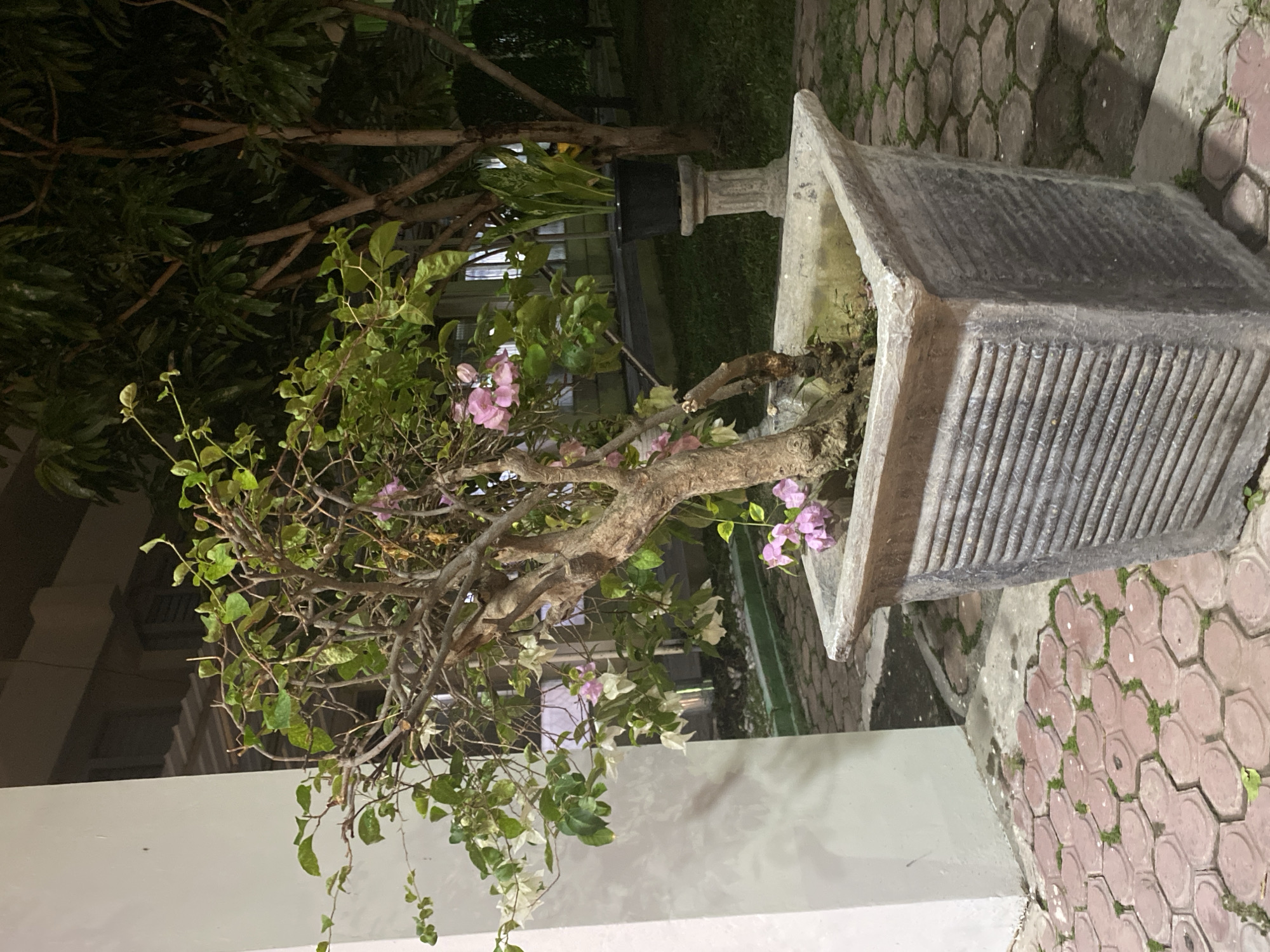 A potted flowering tree with pink and white bracts is situated in an outdoor paved area, likely in a courtyard or walkway. The tree is in a large, square, textured concrete planter. The paving stones are hexagonal and reddish-brown, with some sparse green moss growing between them. To the left of the planter is a white pillar. Behind the flowering tree, a larger tree with dark green foliage is visible, along with another potted plant on a pedestal. The scene is illuminated by artificial light, suggesting it is nighttime. The overall environment appears to be a well-maintained outdoor space, possibly near a building.