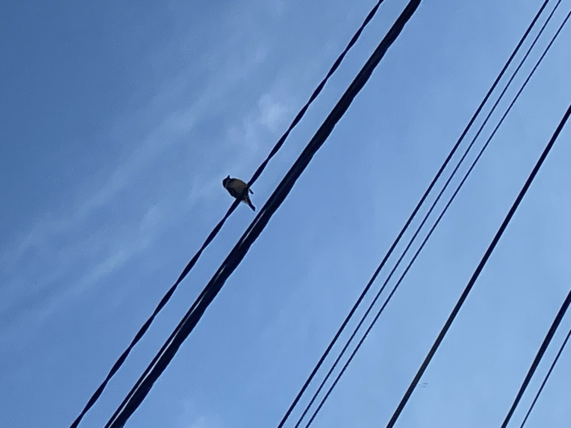 A small, light-colored bird is perched on a thick, black power line, viewed from below against a bright blue sky. The bird is situated on the left half of the image, facing towards the left, with its tail slightly drooping. Multiple black power lines, varying in thickness, stretch diagonally across the frame. The main line the bird is on runs from the bottom left to the upper right. Other thinner lines are visible parallel to it and also crossing the frame from the top left to the bottom right. The sky is predominantly clear blue, with very subtle, wispy white clouds visible, particularly in the upper left and lower right portions of the background. The image depicts a calm daytime scene. No people, buildings, or discernible text are present. The setting is outdoors, in Chaikovsky, Russia.