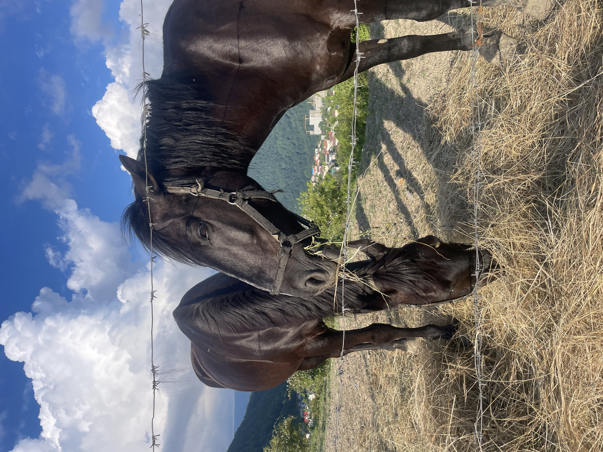 The image shows two dark brown horses in a field with dry grass. A barbed wire fence runs across the foreground. The horse in the foreground is wearing a halter and is eating hay. The second horse is partially visible behind it, also appearing to be eating. In the background, a village with houses and some construction is nestled on a green hillside, with mountains beyond. The sky is blue with large, white cumulus clouds, suggesting a sunny day. The lighting indicates it is likely daytime, possibly late afternoon due to the long shadows cast by the horses and fence. The scene appears to be rural, with a focus on the horses and their natural environment. No text is visible in the image.