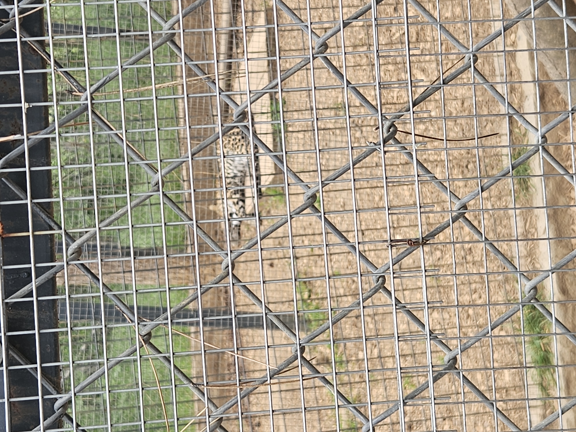 The image shows a leopard in a cage at the Stara Zagora Zoo in Bulgaria. The cage is constructed of a wire mesh. The leopard is visible through the mesh and is standing on the ground. The ground within the enclosure is a mix of dirt, concrete, and grass. Some dry twigs and vegetation are also visible within the enclosure.