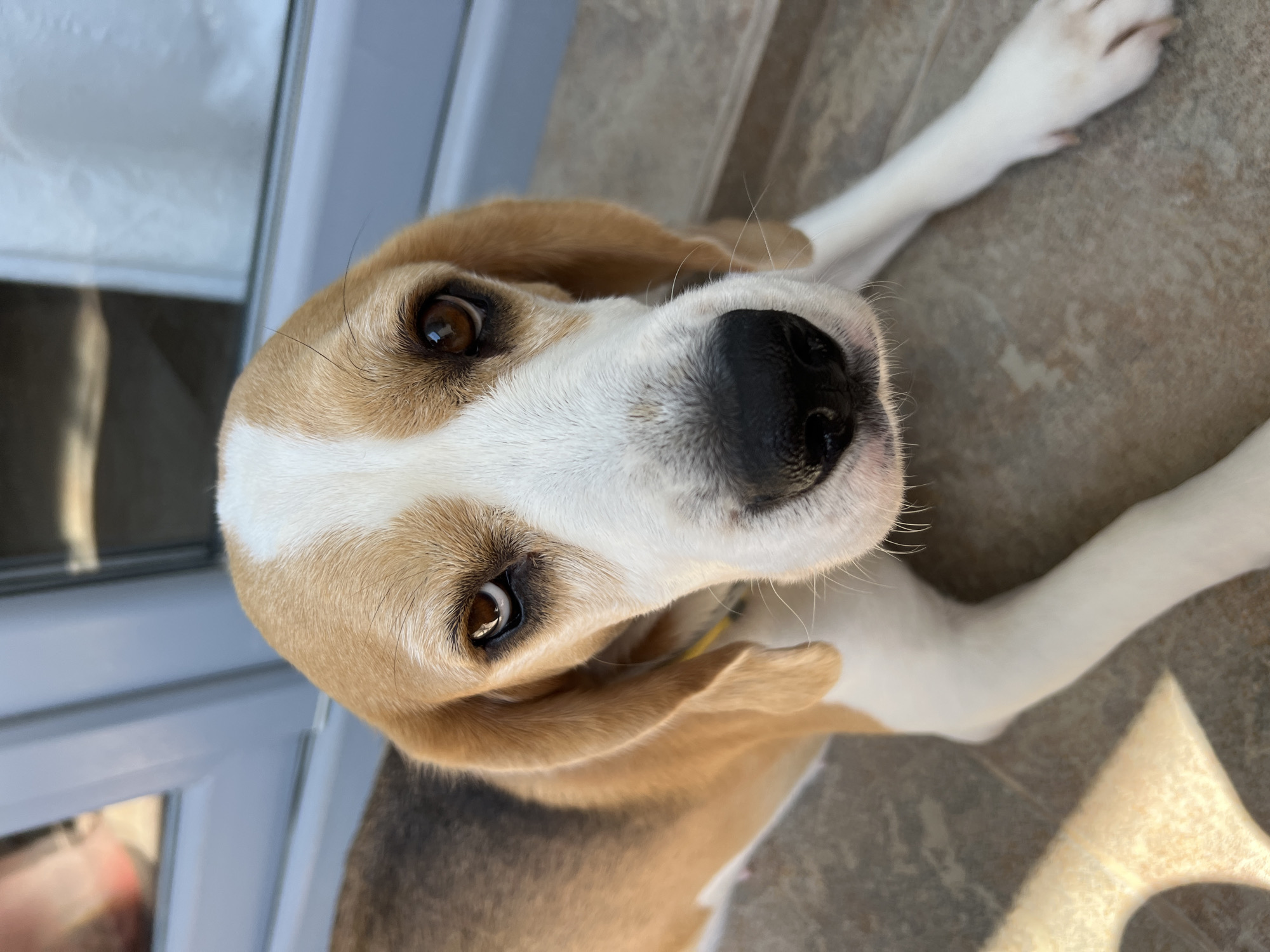 An extreme close-up shot captures the face of a beagle lying on a tiled surface outdoors. The dog's head is turned towards the camera, with its brown eyes looking directly ahead. Sunlight illuminates the dog's fur, highlighting the distinct brown, white, and black markings characteristic of the breed. The dog's nose is prominent and black, with a few white whiskers extending outwards. Behind the dog, a greyish-blue door frame with glass panes is visible, suggesting an outdoor setting, possibly a patio or balcony. The tiled floor beneath the dog has a speckled pattern of beige and brown. The background is slightly blurred, drawing full attention to the dog's face. The scene implies a calm, natural moment with the dog in a relaxed posture. The location is identified as Budva, Montenegro, implying an urban or semi-urban environment, likely residential, given the door and tiled flooring. There are no other individuals or obvious human activity present in the immediate frame.