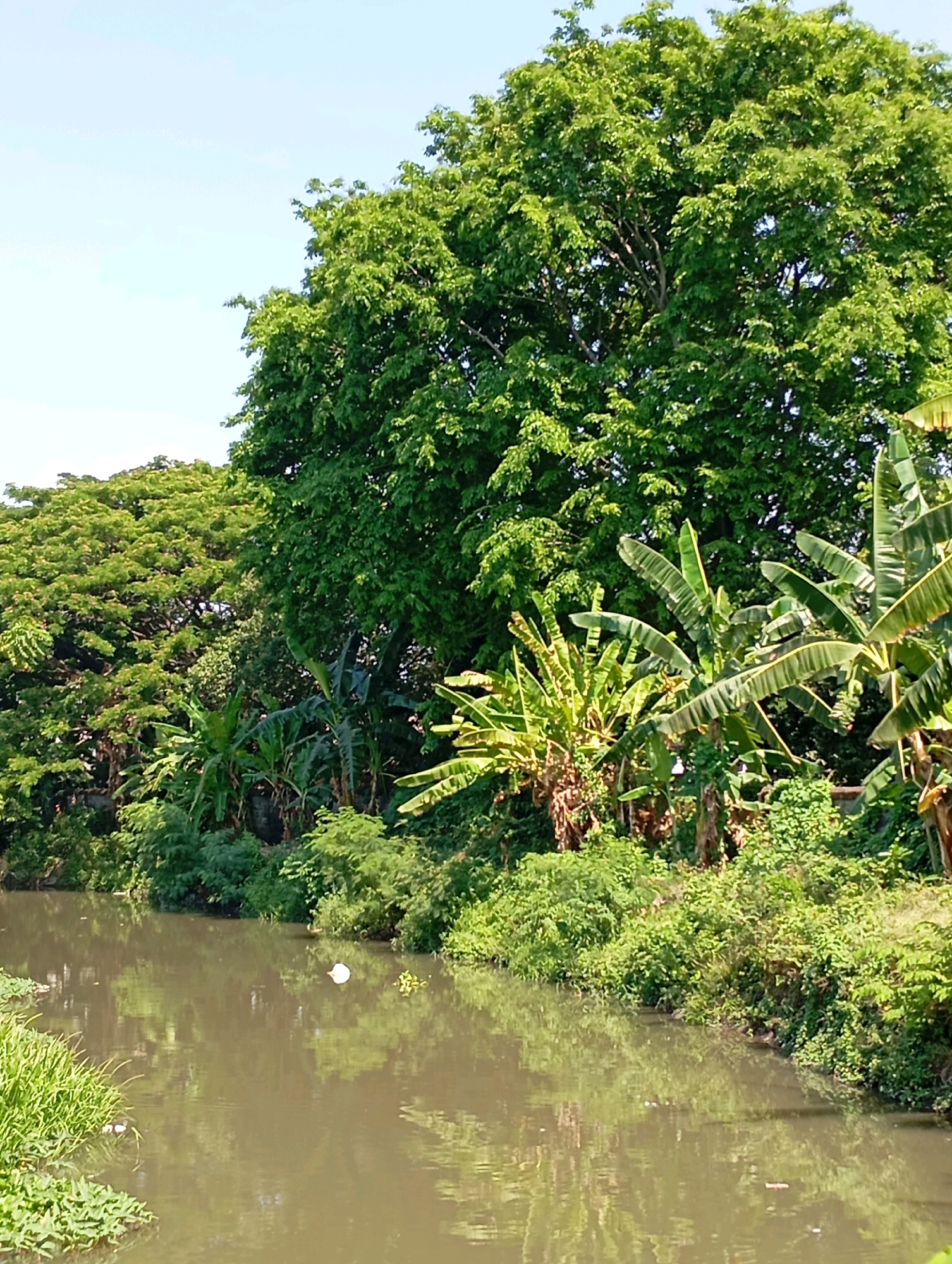 The image captures a serene view of a riverbank lined with lush green vegetation and tall trees under a bright sky. In the foreground, the calm, murky water of a river reflects the surrounding greenery and the sky. On the left bank, dense, low-lying green plants and reeds are visible, with some floating on the water's surface. The right bank is covered with a thick growth of various plants, including banana trees with their characteristic large, broad leaves, and other shrubs and bushes. Towering over the scene are large, mature trees with dense canopies of green leaves, some of which are seen against the clear blue sky. The overall impression is one of a natural, undeveloped area, likely a rural or semi-rural setting. This scene is located in Kalisampurno, Indonesia.