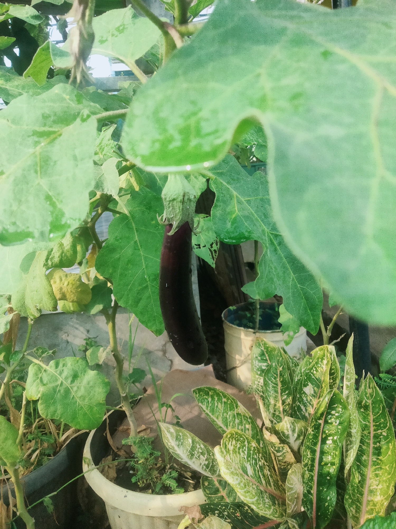 An aubergine (eggplant) is visible hanging from a plant with large green leaves. The plant is in a pot in an outdoor urban setting. In the background, there are other plants, a bucket, and a low wall. The scene appears to be a backyard or balcony garden in Tangerang, Indonesia.