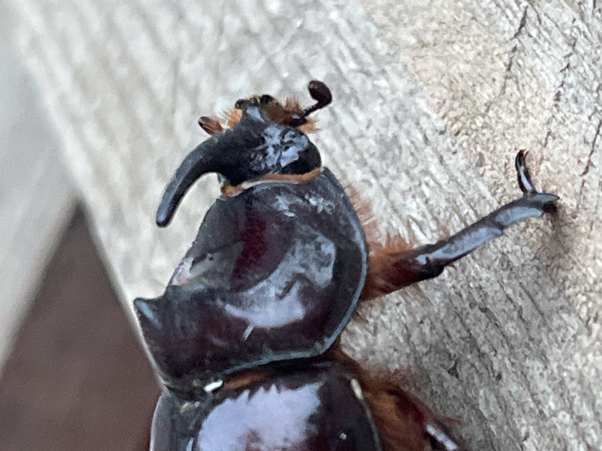A close-up, eye-level, outdoor shot shows the head and upper thorax of a rhinoceros beetle on a rough, textured, light-colored wooden surface. The beetle is dark brown and black, with a prominent horn curving upwards from its head. Its body is covered in short, reddish-brown hairs. The beetle's antennae are visible, and its mouthparts are extended. In the background, a blurred dark brown area is present. The image is sharpest on the beetle's head and horn. There is no indication of Krasnyye Barrikady, Russia, or any human presence in this image.