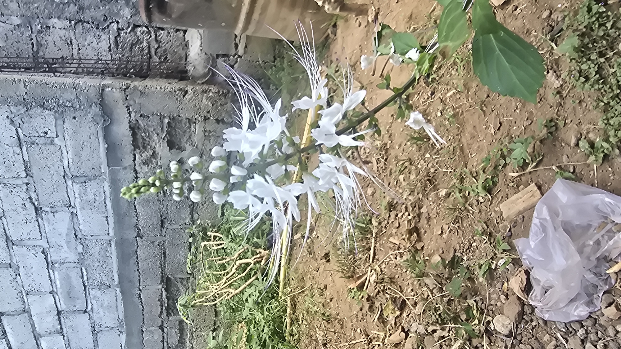 The image, taken in Seririt, Indonesia, displays a vibrant cluster of white flowers with long, delicate, whisker-like stamens, commonly known as Cat's Whiskers (Orthosiphon aristatus). These flowers are arranged on a green stem, with numerous white blossoms in various stages of opening, alongside several green buds on the lower part of the stem.
The setting appears to be outdoors during daylight. To the left of the flowers, a rough concrete block wall is visible. The wall shows signs of construction, with some rebar exposed along its top edge and rough mortar joints between the blocks. The ground beneath and around the flowers is primarily bare, reddish-brown soil mixed with small stones and patches of sparse green vegetation and dry grass.
In the lower right corner of the image, a crumpled clear plastic bag and a small piece of light-colored wood are lying on the ground. The lighting suggests a clear day, providing ample illumination to the scene without casting strong shadows. There are no people visible, and no discernible text is present in the image. The scene captures a blend of natural growth against an unrefined, possibly developing, man-made environment.