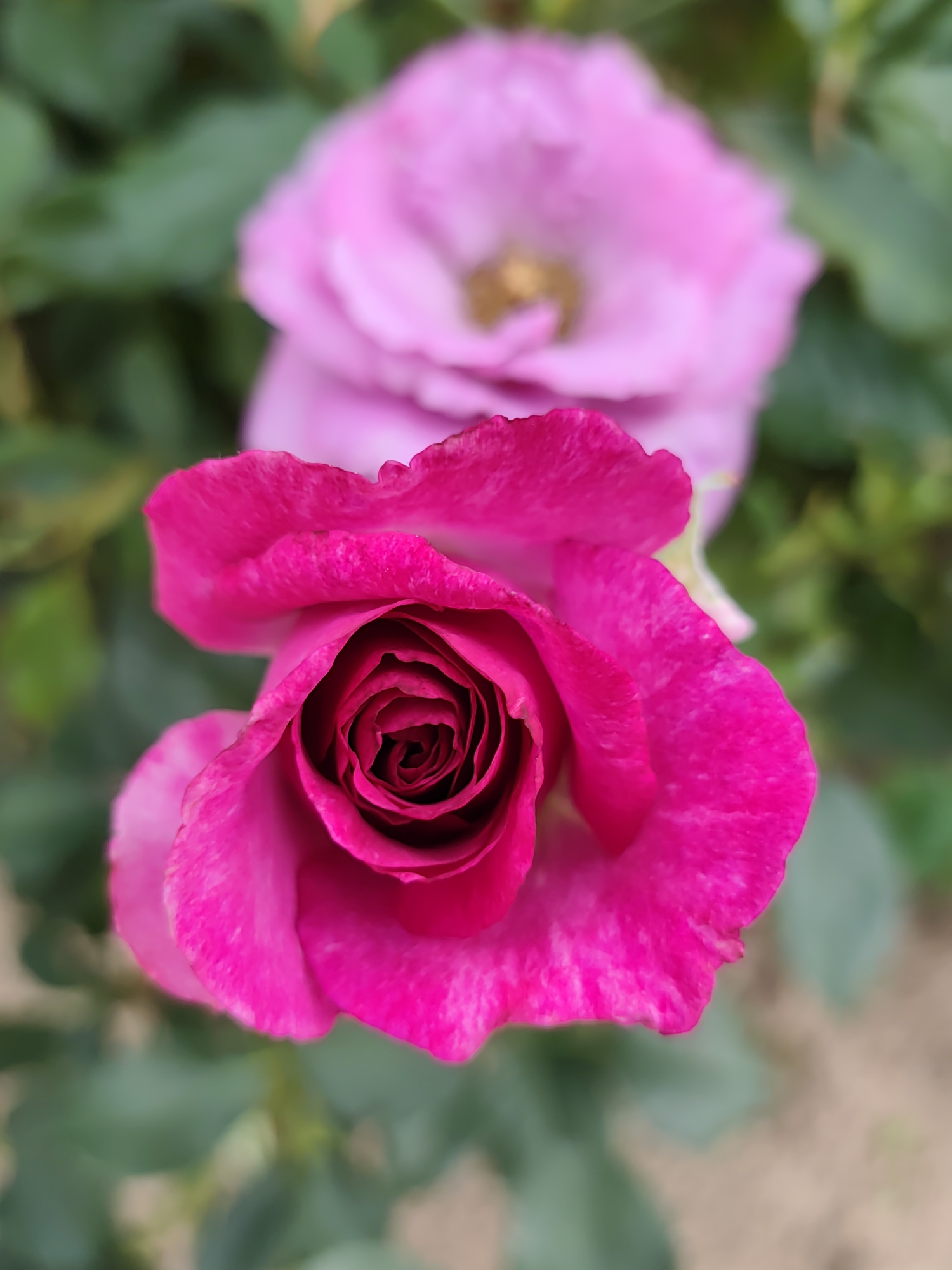 The image is a close-up, top-down shot of a vibrant pink rose. The rose is in the foreground and is in focus, revealing its intricate, spiraling petal structure. The petals are a deep, saturated pink with lighter pink or white streaks towards their edges. Behind the pink rose, and slightly out of focus, is another rose, this one a lighter shade of pink. Green foliage and a blurred background of soil or ground are also visible. The lighting appears natural, suggesting an outdoor setting, likely in a garden. The image does not depict any people or specific landmarks that would indicate its precise location within Бараўлянскі сельскі Савет, Belarus; however, it captures the detail of a cultivated flower, common in residential or public garden areas.