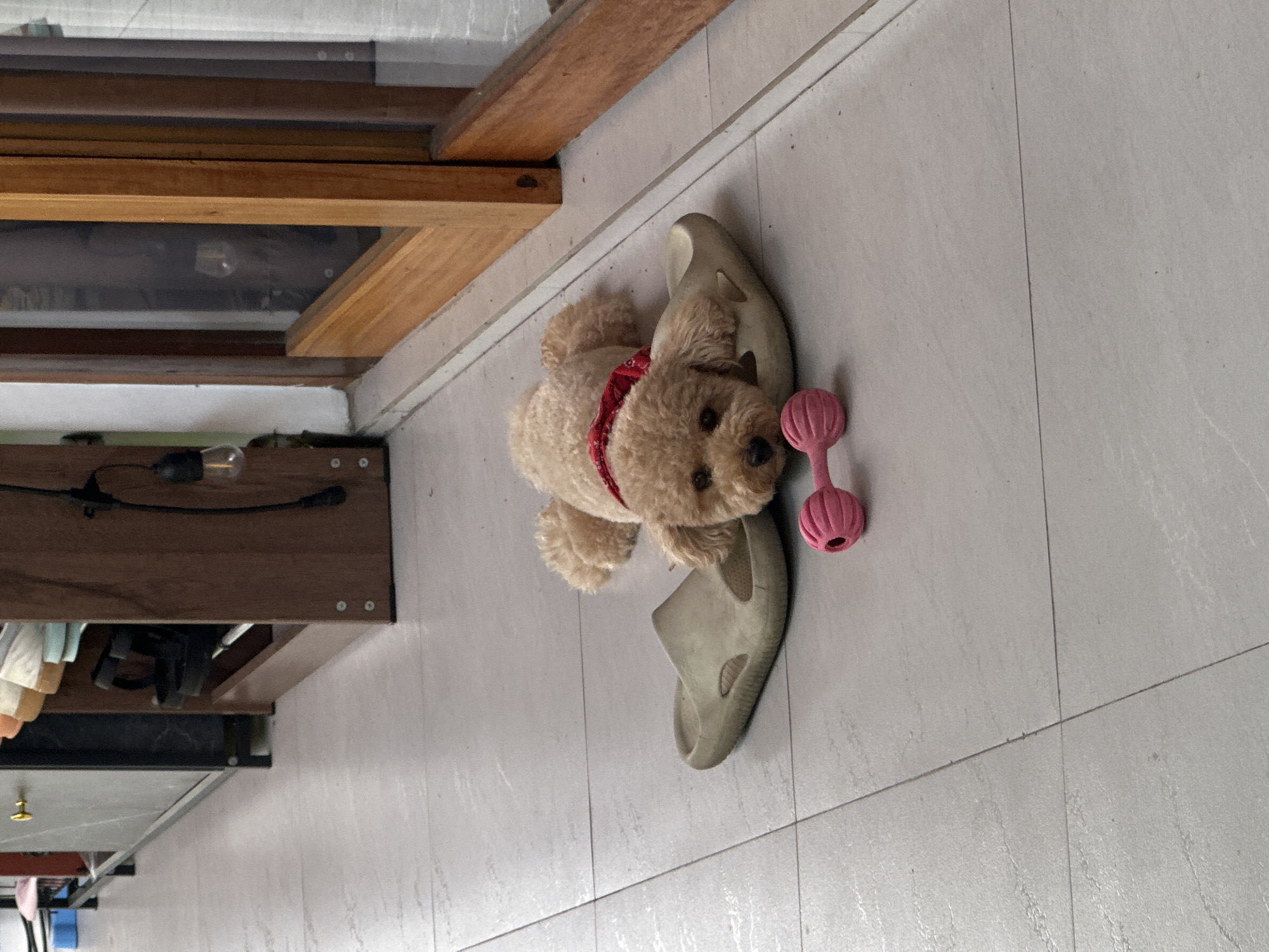 A light-brown poodle is lying on a single light-gray sandal and next to a pink toy on a gray tile floor. The setting appears to be indoors. Part of a brown wooden structure is visible to the left. The location is North Kuta, Indonesia.