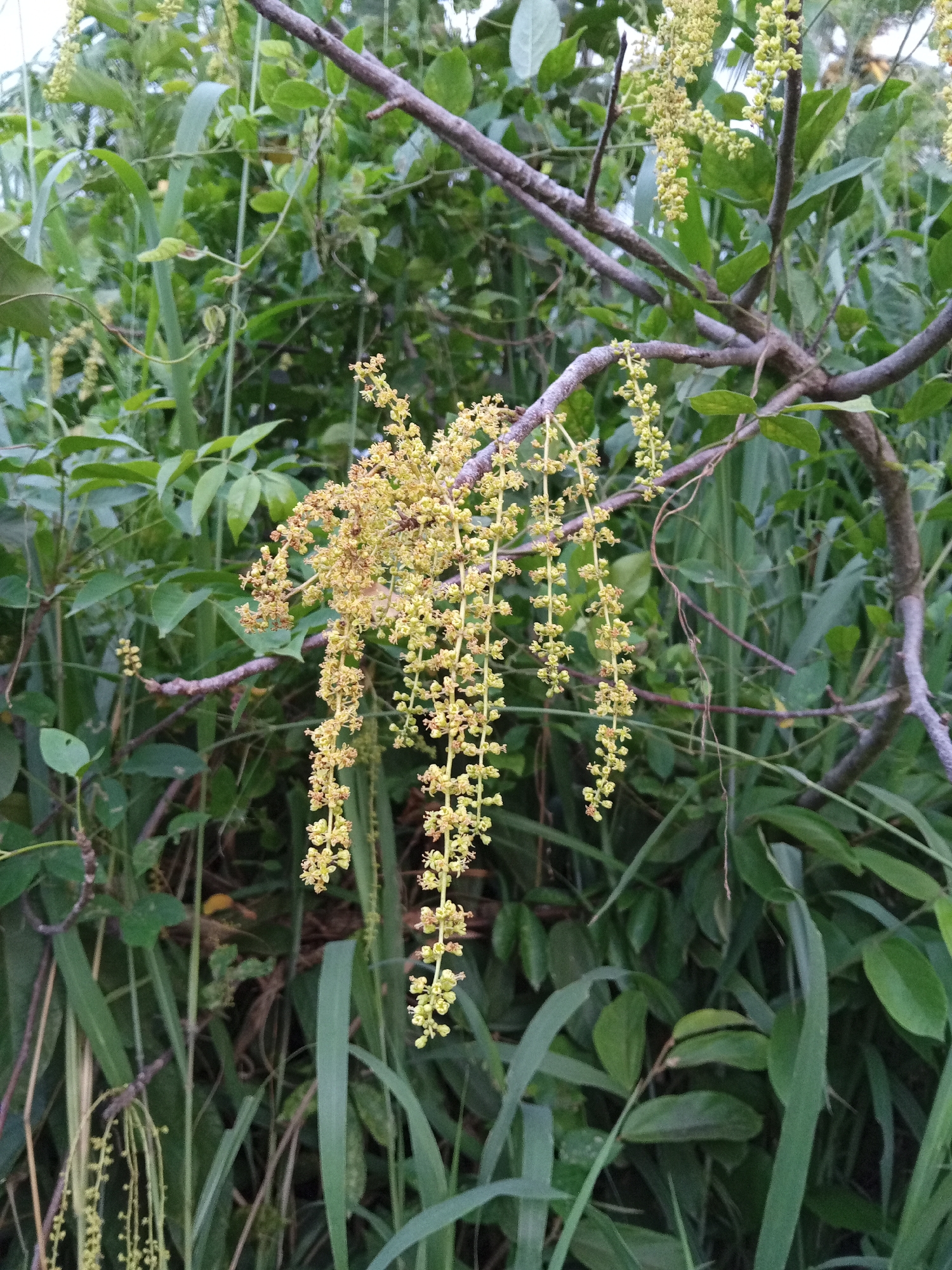 The image depicts a close-up view of a tree branch with hanging clusters of small, yellow flowers. The branch is rough and dark, contrasting with the delicate blossoms. The background is a blur of lush green foliage, suggesting a natural environment. The scene appears to be outdoors, possibly in a garden or forest. The lighting is soft and diffused, indicating it might be overcast or early morning/late evening. There are no people or animals visible in the frame. The image is a still photograph, capturing a moment in nature. The provided location, Uteunbunta, Indonesia, places this natural scene within a specific geographical context, though the image itself does not contain explicit markers of this location beyond the flora.