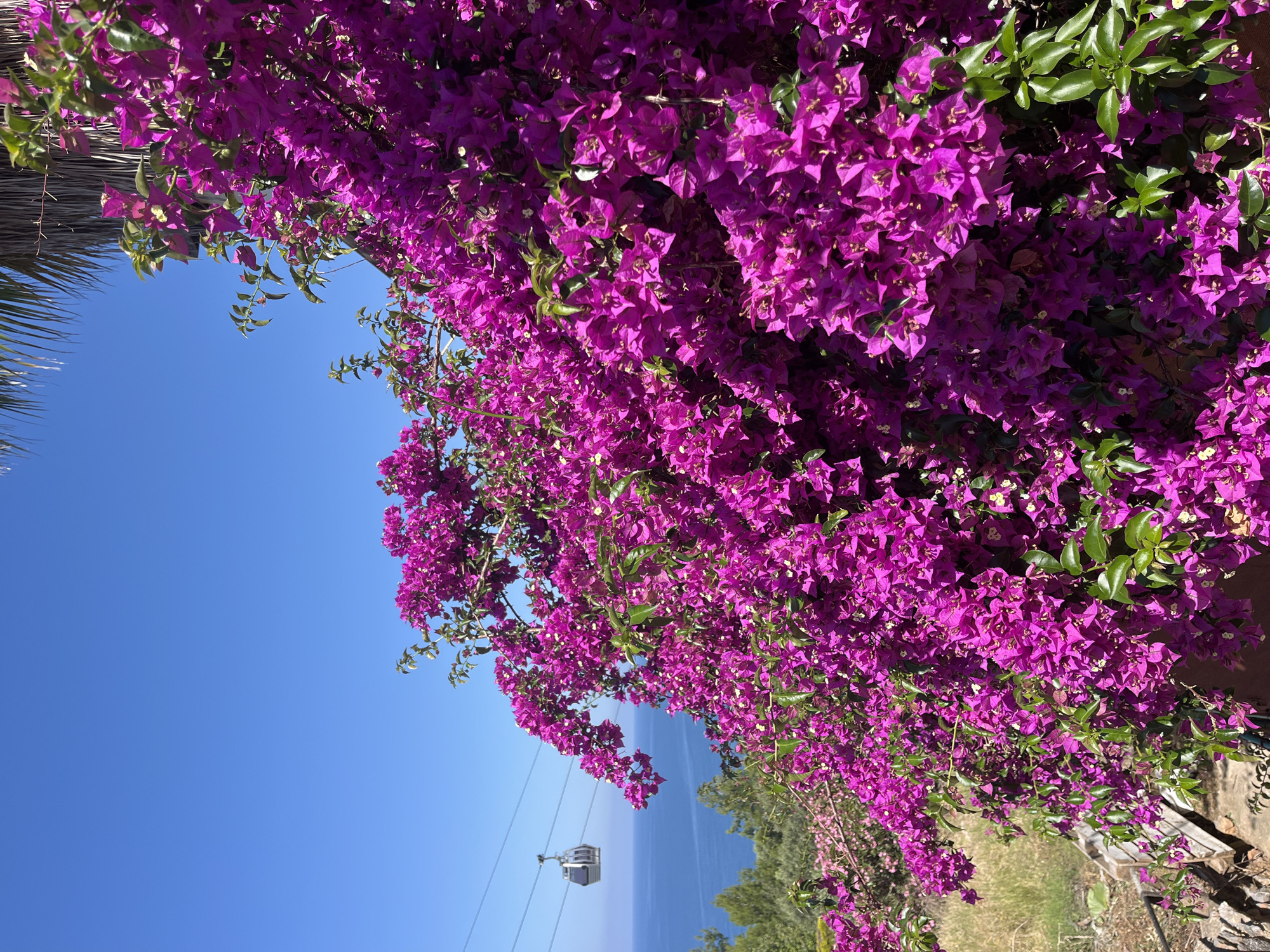 The image shows a vibrant display of purple bougainvillea flowers covering a wall or fence. In the background, the turquoise sea is visible, along with a cable car ascending a hill. The scene is likely located in or near Alanya, Turkey, known for its coastal views and cable car.