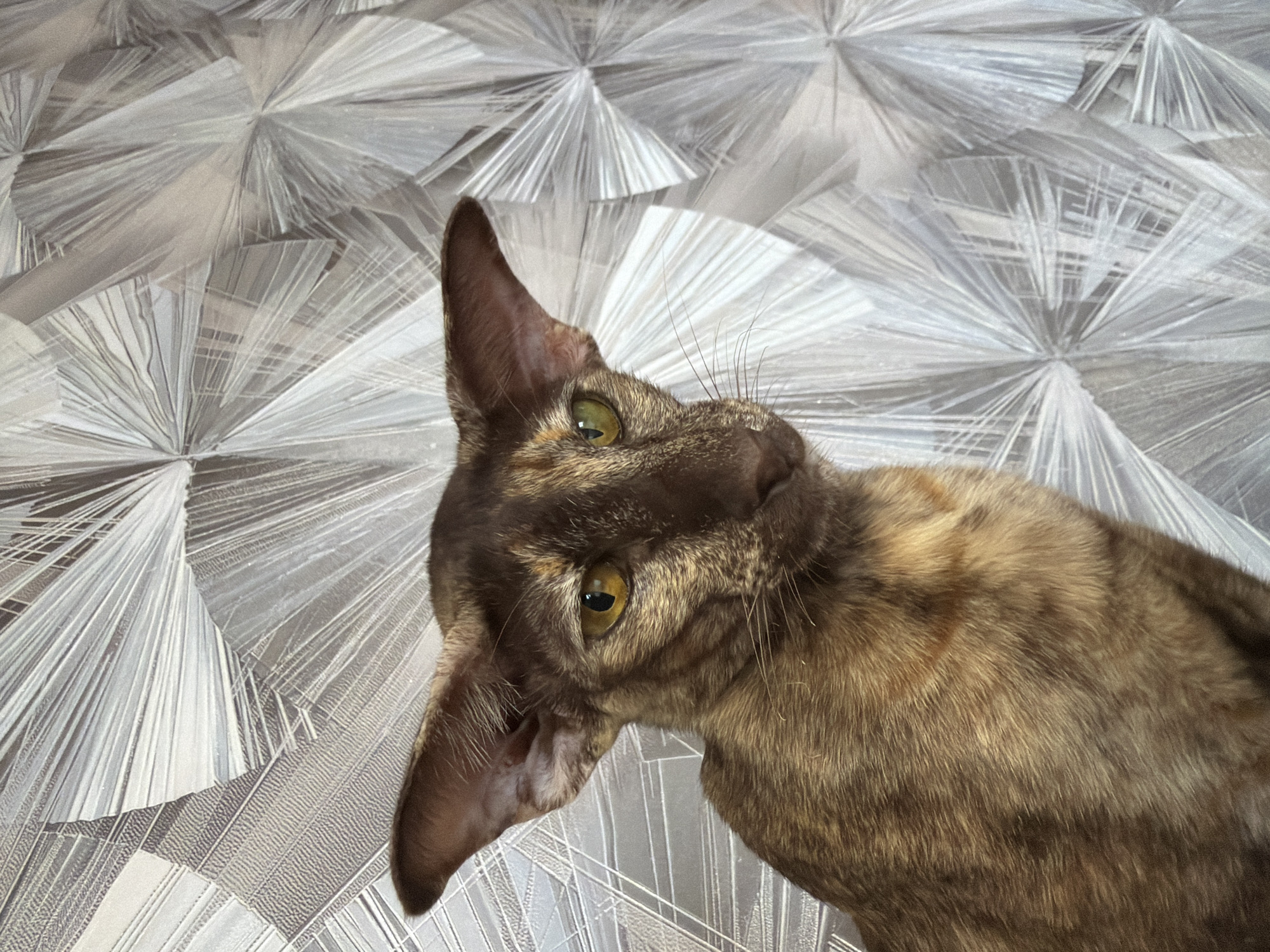 A close-up, eye-level shot shows the head and upper body of an Oriental Shorthair cat. The cat has large, pointed ears, prominent cheekbones, and almond-shaped eyes with yellow irises. Its fur is a mix of dark brown and lighter brown tabby markings. The cat is positioned in the center of the frame, looking slightly to its right.
The background is a patterned wallpaper in shades of gray and white, with a design that resembles stylized starbursts or crystal formations.
The image appears to be taken indoors, likely in a residential setting. There is no information available about the specific location within the city of Chaikovsky, Russia.