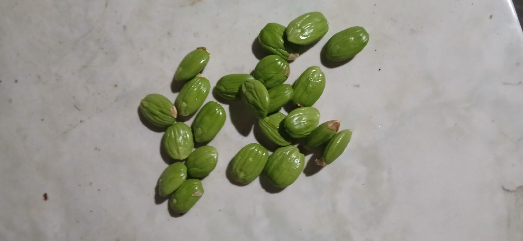 A pile of approximately 20 green, oval-shaped beans is scattered on a speckled, light-colored surface, possibly a countertop. The beans are slightly flattened and have visible ridges running lengthwise. Some beans are casting faint shadows. The overall lighting suggests an indoor environment with artificial light. The image is taken from a top-down perspective. There is no visible indication of the specific location within Tenggarang, Indonesia.
