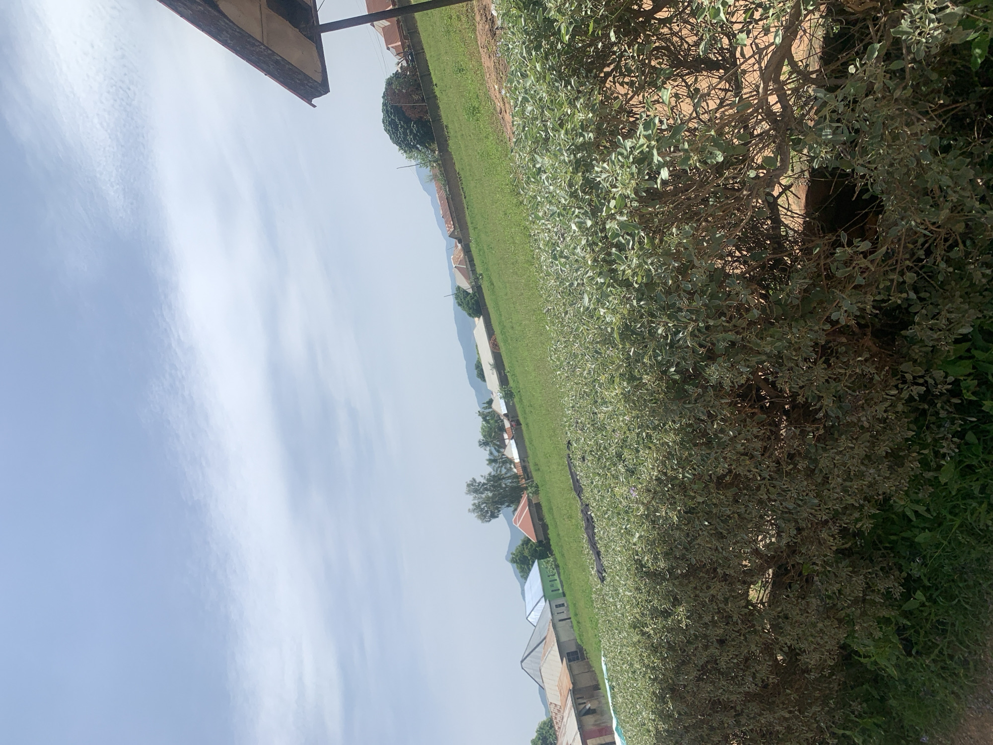A daytime, outdoor, wide shot captures a semi-rural scene in Jauro Yinu, Nigeria. The image is dominated by a thick, green hedge in the foreground, running horizontally across the bottom of the frame. Behind the hedge, a gently sloping, verdant green field extends upwards and into the distance. Scattered across the field are several residential buildings, characterized by their varying roof colors, including red, blue, and gray. Some of these structures appear to be single-story homes, while others suggest larger dwellings. Beyond the houses, a line of trees and further hills are visible against a pale blue sky with wispy white clouds. A portion of a wooden structure with a dark roof is visible in the upper right corner of the frame. The overall impression is one of a peaceful, developing community set against a natural landscape.