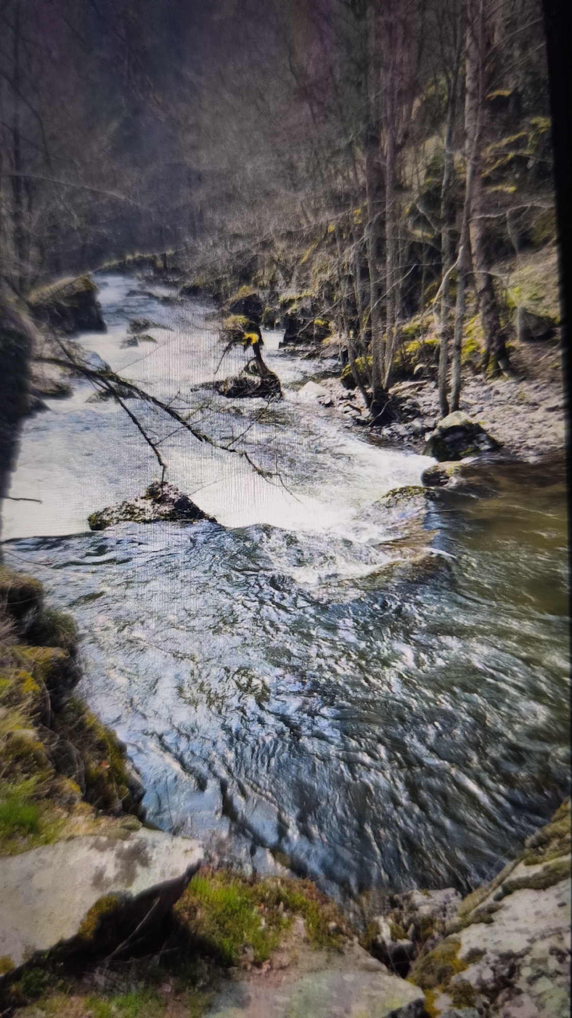 The image displays a flowing river or stream winding through a natural, wooded environment. The water, appearing turbulent in sections with white rapids and calmer in others, dominates the lower and mid-ground. Bare, slender trees, indicative of late autumn, winter, or early spring, line the rocky banks on both sides, creating a sense of depth and enclosure. Numerous rocks and boulders, some adorned with patches of green moss, are visible in the riverbed and along its edges. Several fallen branches extend over the water or are partially submerged.
The scene is set during daytime, with diffused, natural light suggesting an overcast sky or indirect sunlight, as no strong shadows are present. The perspective is slightly elevated, looking down into the river valley. There are no people, animals, or specific events depicted. The color palette is natural, featuring muted greens, browns, grays, and the blues and whites of the water. No text is visible in the image. The media quality suggests it might be a photograph of a screen, exhibiting slight blurriness and faint vertical lines.