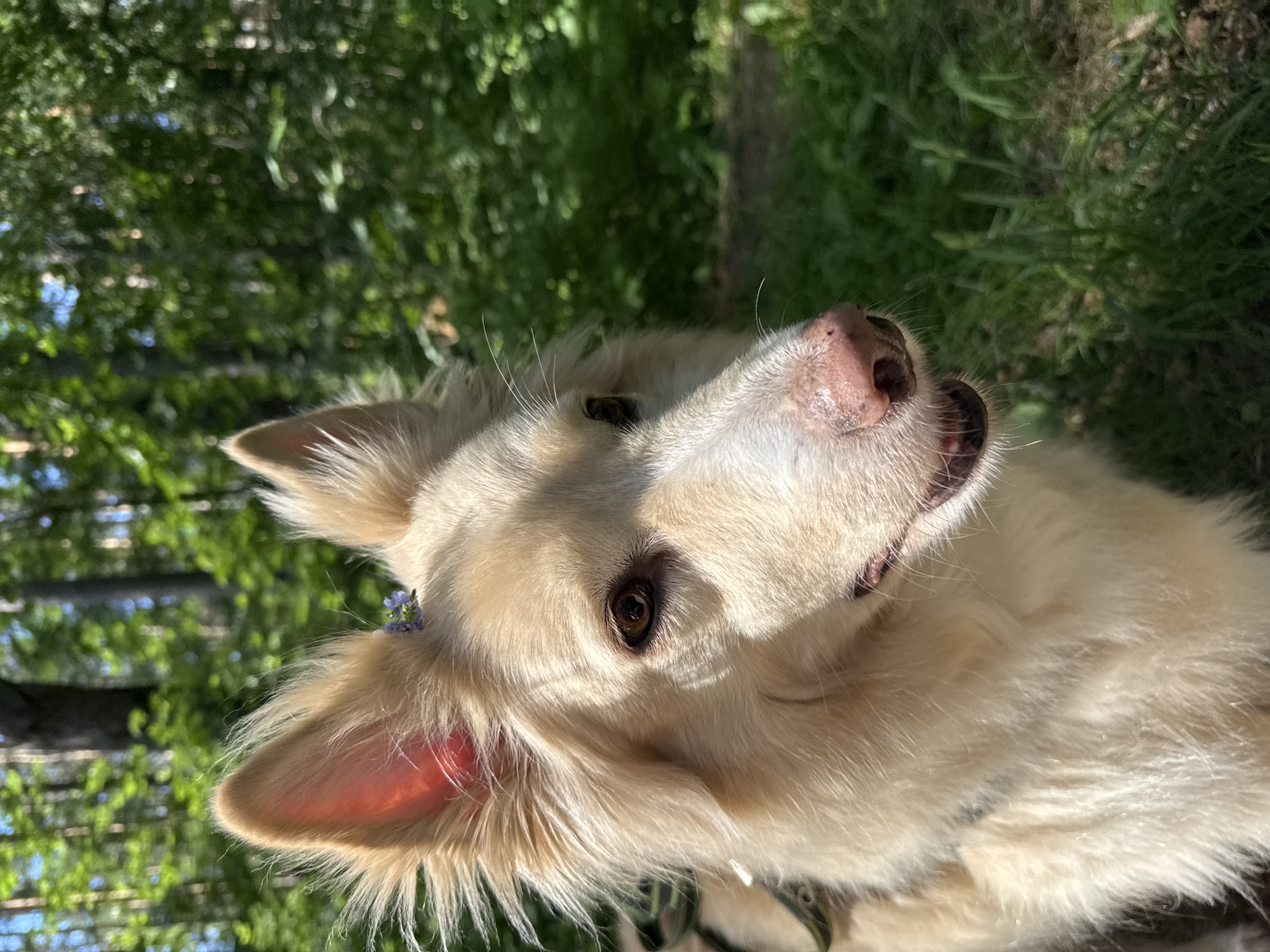 In a sun-dappled forest clearing in Chaikovsky, Russia, a light-colored, fluffy dog with perked ears and a flower delicately placed between them looks to the right. The dog's fur is golden, and its eyes are dark brown. Its nose is pink and slightly damp. The background consists of lush green foliage and tall trees, indicating a natural, outdoor setting. Sunlight filters through the leaves, creating shadows on the dog's face and the surrounding grass. The dog appears to be wearing a harness, suggesting it is on a walk or hike.
