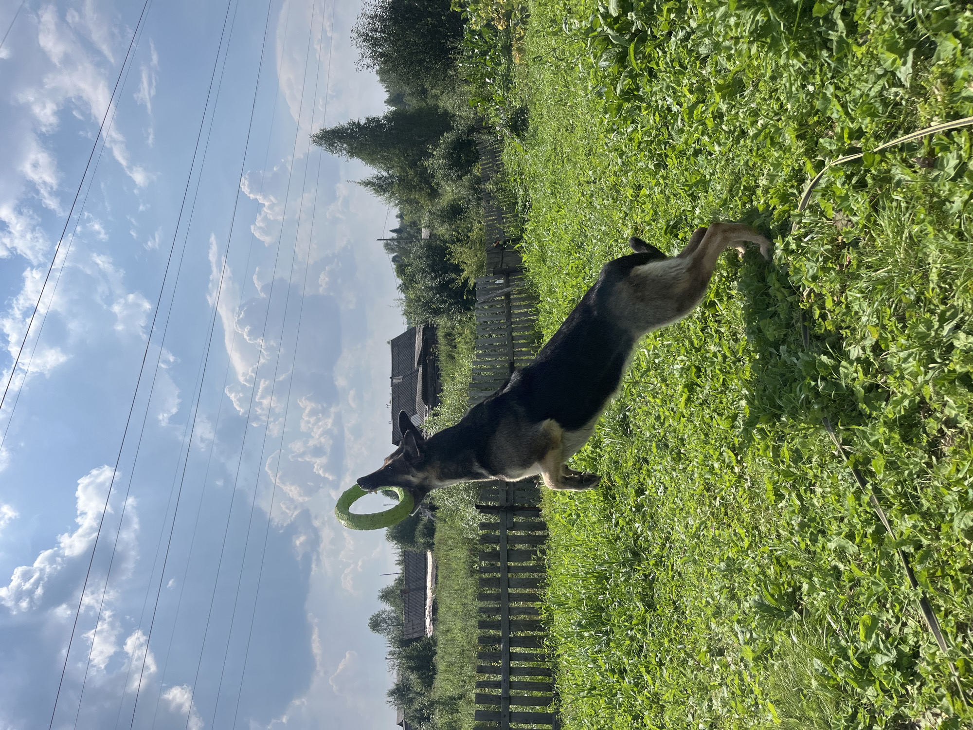 A German Shepherd dog is captured mid-air, jumping to catch a green ring toy in a grassy yard. The dog is dark brown and tan, with its body arched and legs extended. The toy is held in its mouth. In the background, a weathered wooden fence runs horizontally, behind which are scattered houses with dark roofs and green trees. Power lines are visible across the bright blue sky, which is dotted with white, puffy clouds. The overall scene suggests a playful moment in a rural or suburban outdoor setting. The image was taken on July 25, 2023, at 11:32 AM, at an elevation of 169 meters. The latitude is 57.9364 and the longitude is 59.9567, which corresponds to the city of Nizhny Tagil, Russia.