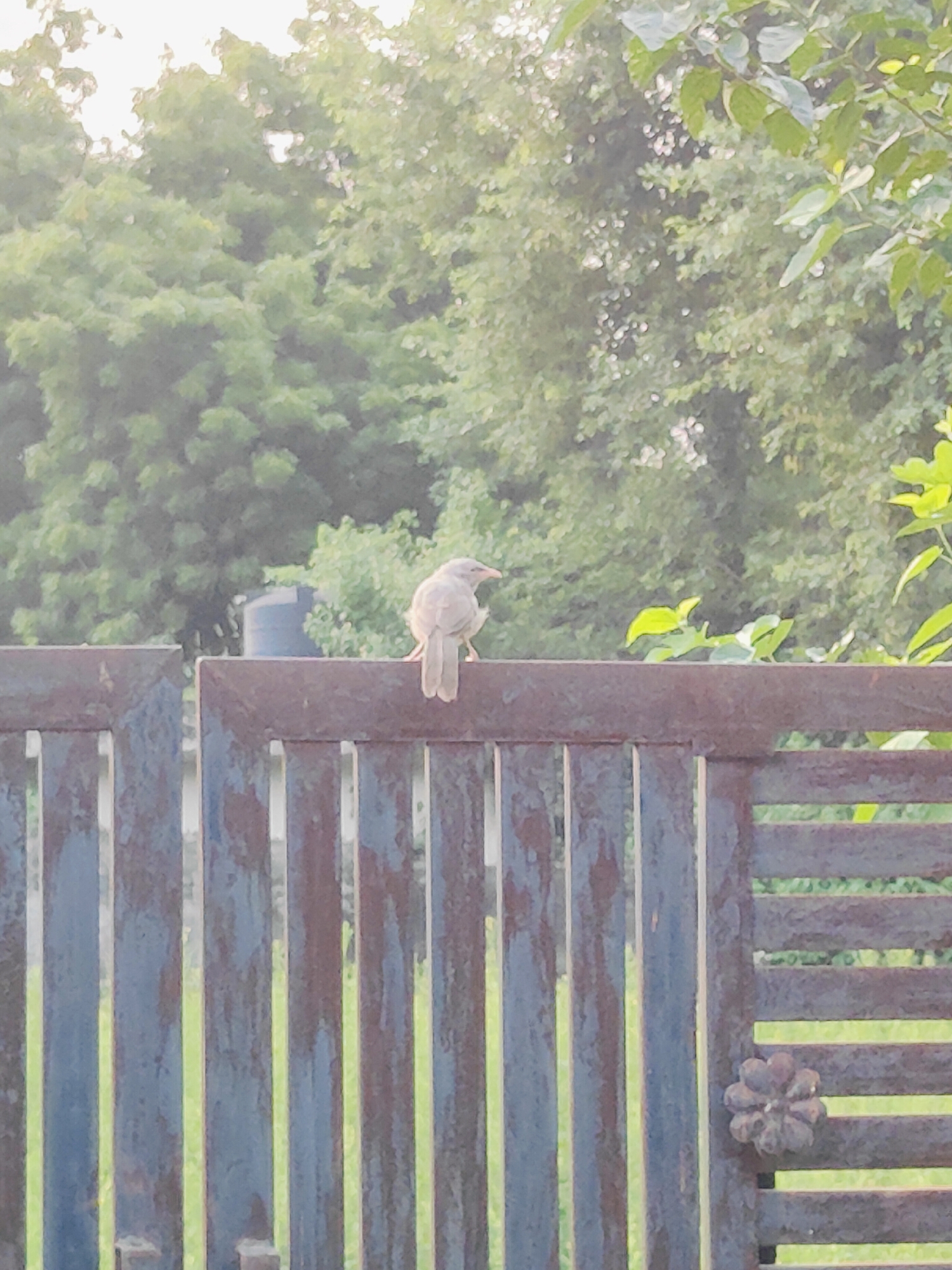 A light brown bird with a pointed beak perches on a weathered, dark brown metal gate. The gate has vertical bars and a decorative floral element on the right side. Behind the gate, a blurred background shows lush green trees and foliage, suggesting an outdoor environment in a city like Gurgaon, India. A dark, cylindrical object, possibly a water tank, is visible amongst the trees. The lighting suggests it might be late afternoon or early morning, with soft sunlight filtering through the leaves. The image captures a quiet moment of nature within an urban setting.
