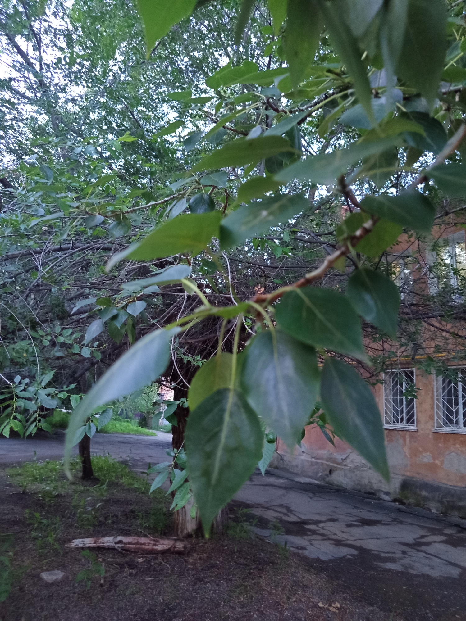 The image depicts a view through tree branches with green leaves, obscuring parts of the background. In the mid-ground, a paved pathway or road is visible, with a grassy area and trees to the left. To the right, a section of a building with an orange-colored facade and two windows with white security bars is present. The overall lighting suggests it might be late afternoon or early evening. The scene appears to be an outdoor urban or suburban setting, possibly a courtyard or area adjacent to a residential building in Novotroitsk, Russia. There are no people or animals visible in the image.